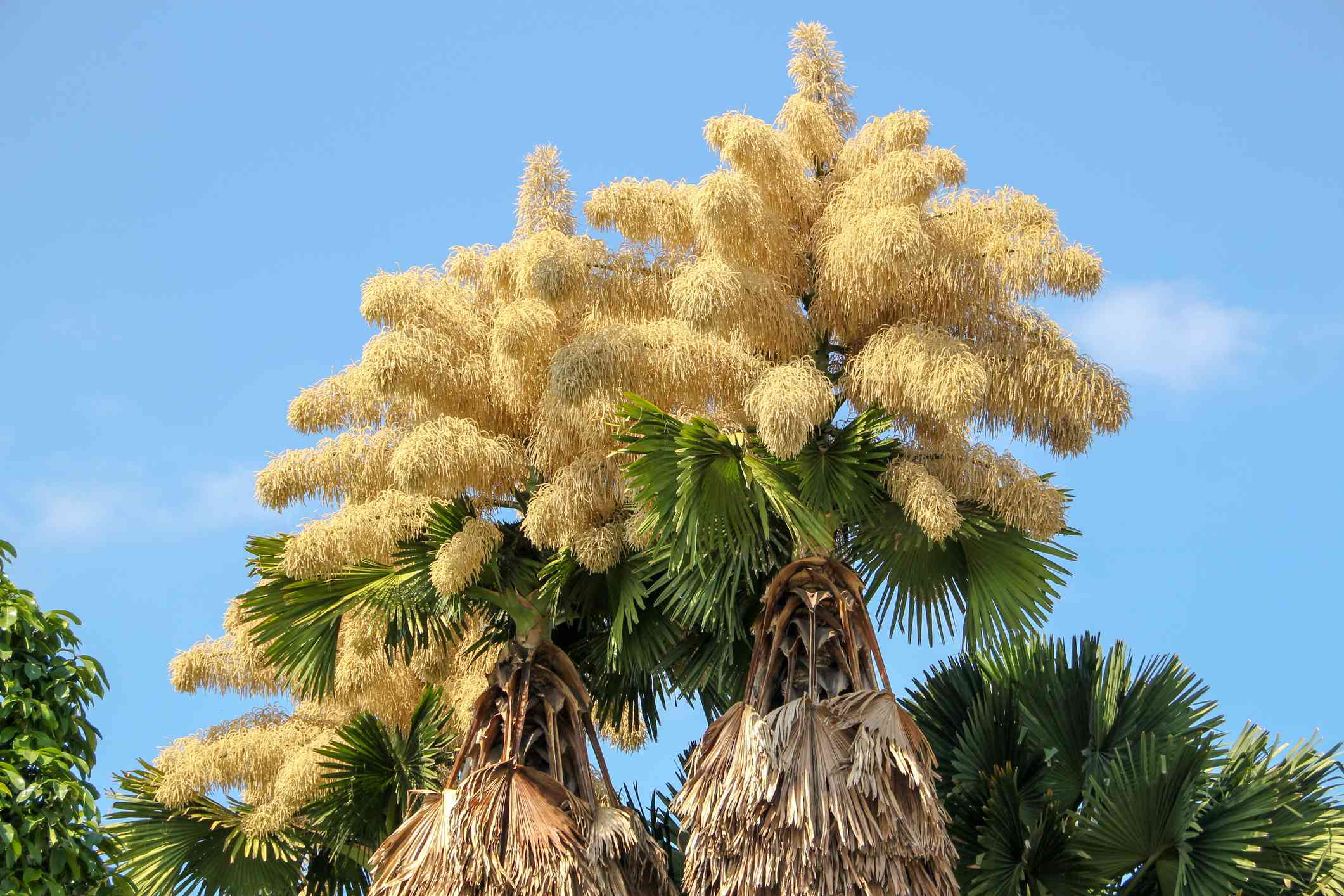 Puntas floridas de dos palmeras talipot