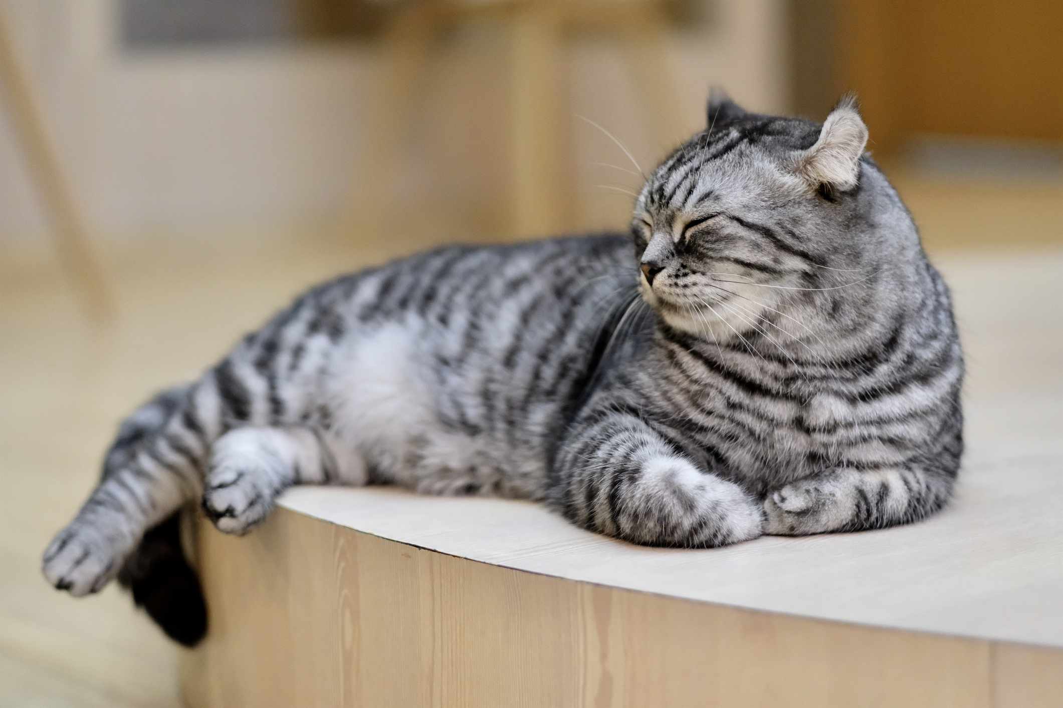 Gato de rizo americano acurrucado en un mostrador con las patas delanteras juntas