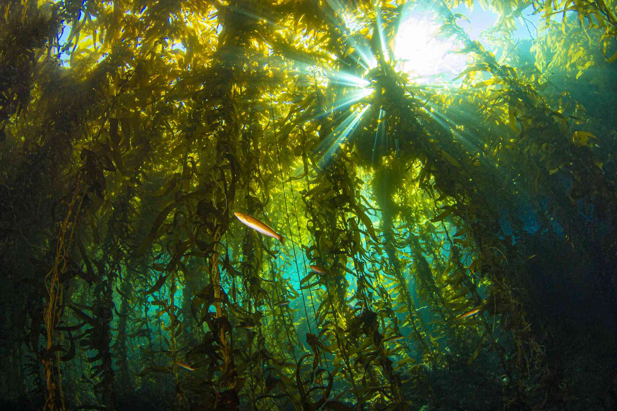 Ráfagas de luz solar que atraviesan el bosque submarino de algas en la isla de Anacapa, en el Parque Nacional de las Islas del Canal