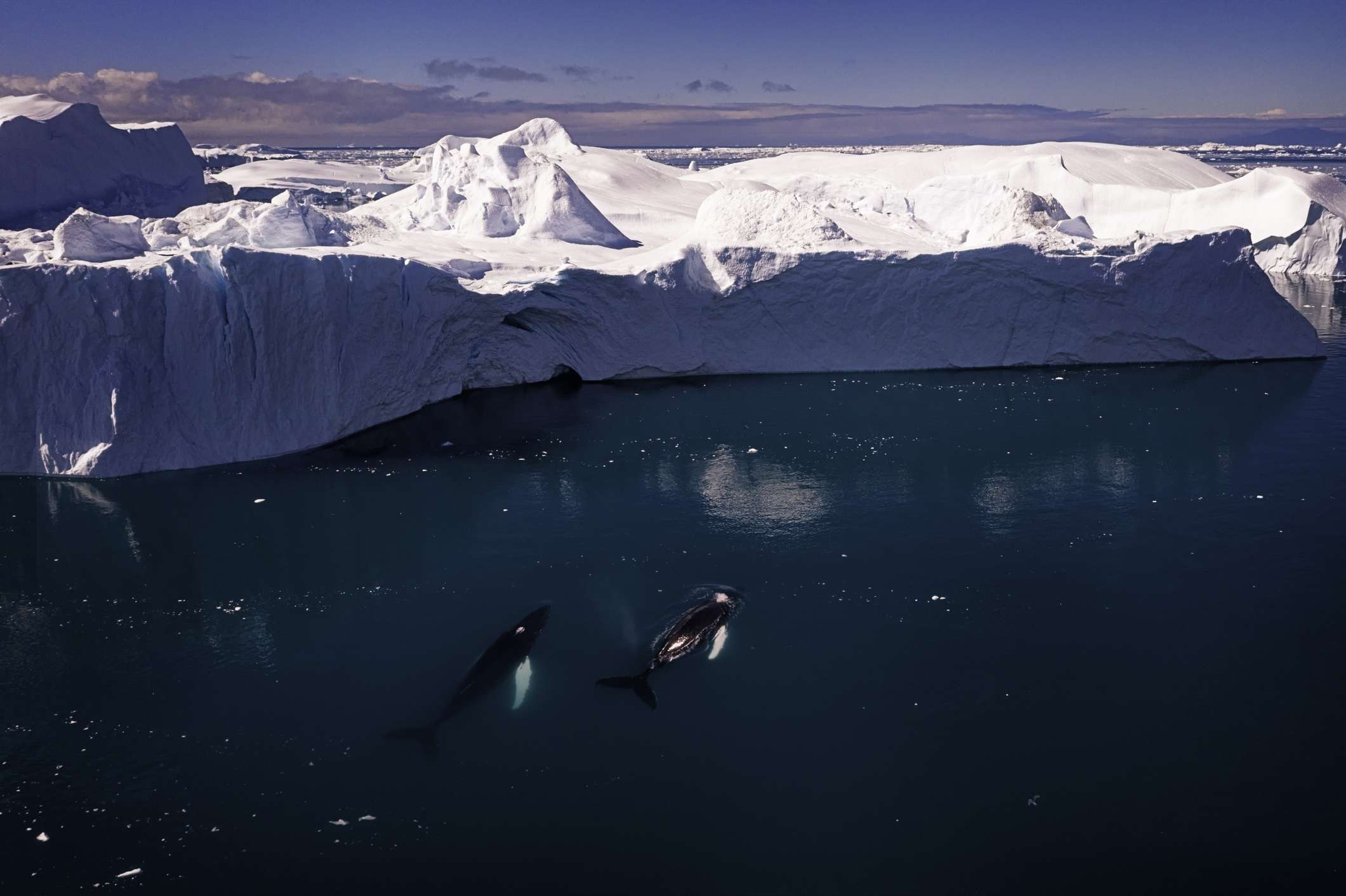 Dos ballenas jorobadas nadando en la bahía de Disko, Groenlandia