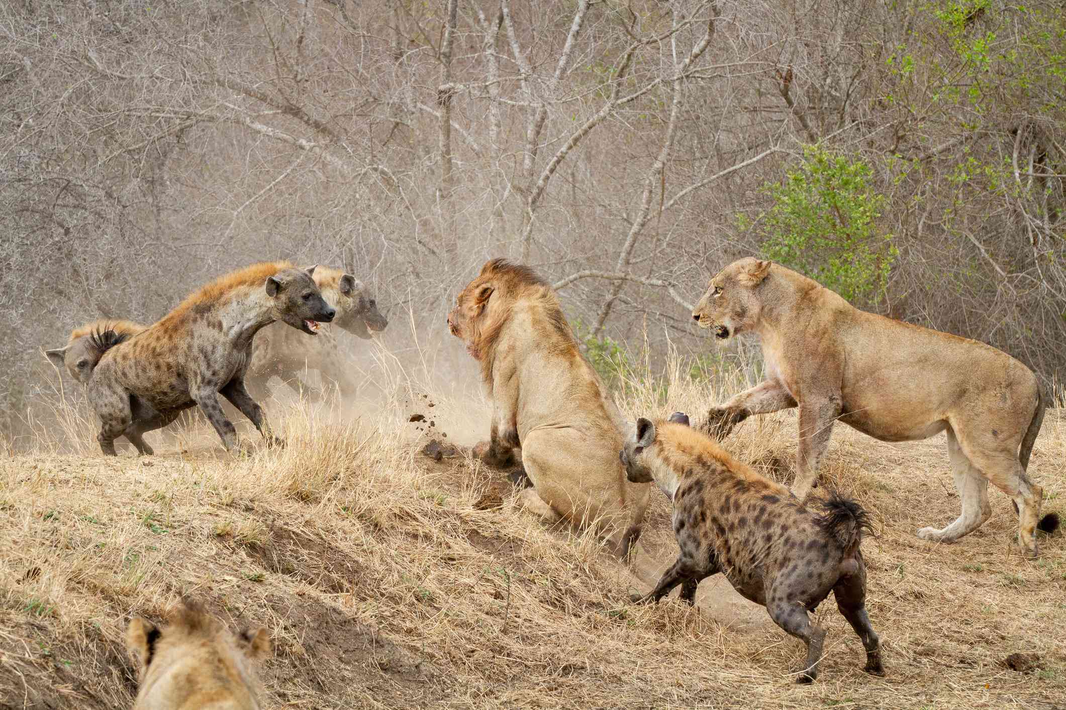 Hienas atacando leones