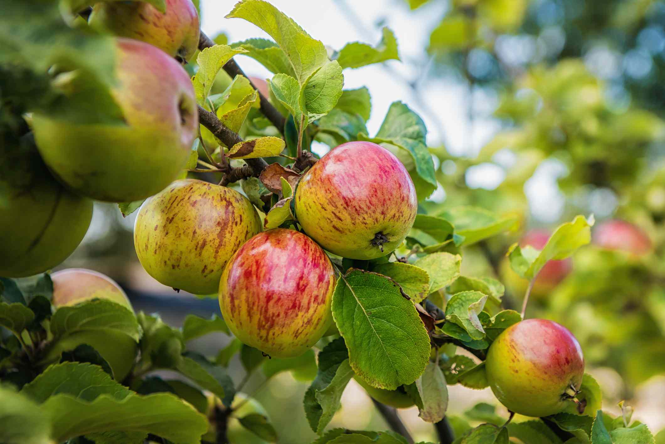 Primer plano de manzanas maduras colgando de un árbol
