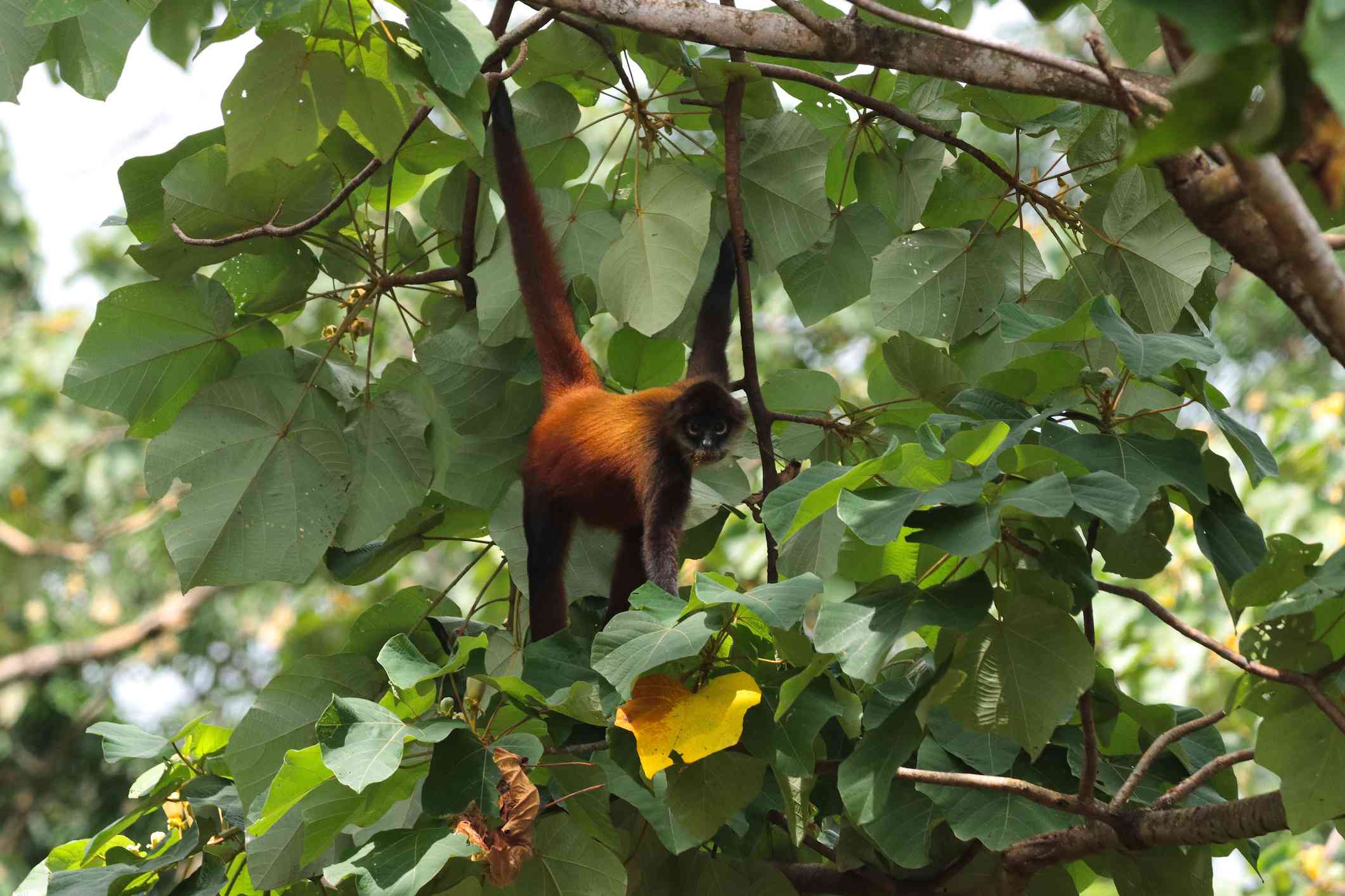 mono araña colgado de la cola y comiendo fruta