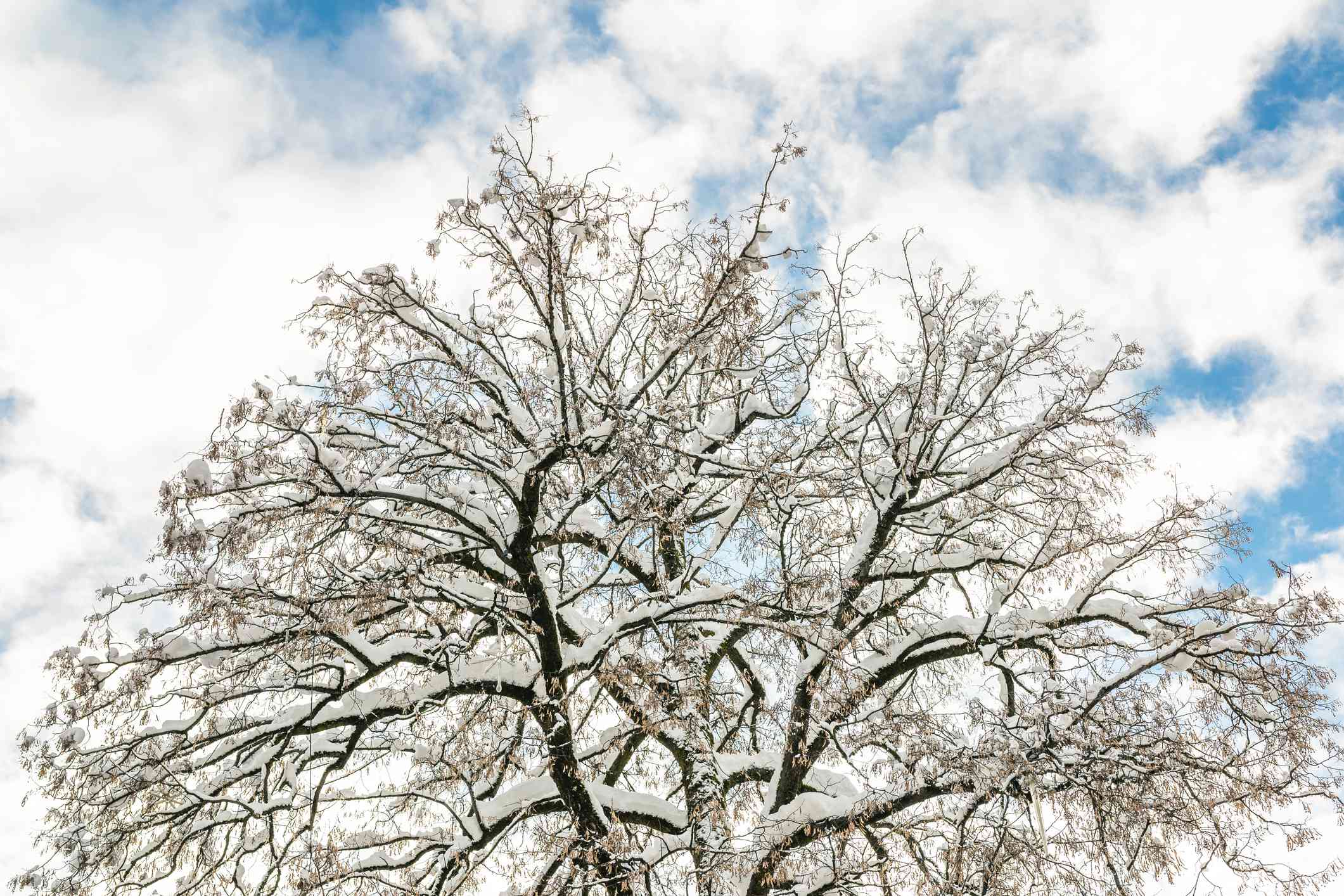 Corona de un árbol cubierto de nieve contra un cielo azul nublado