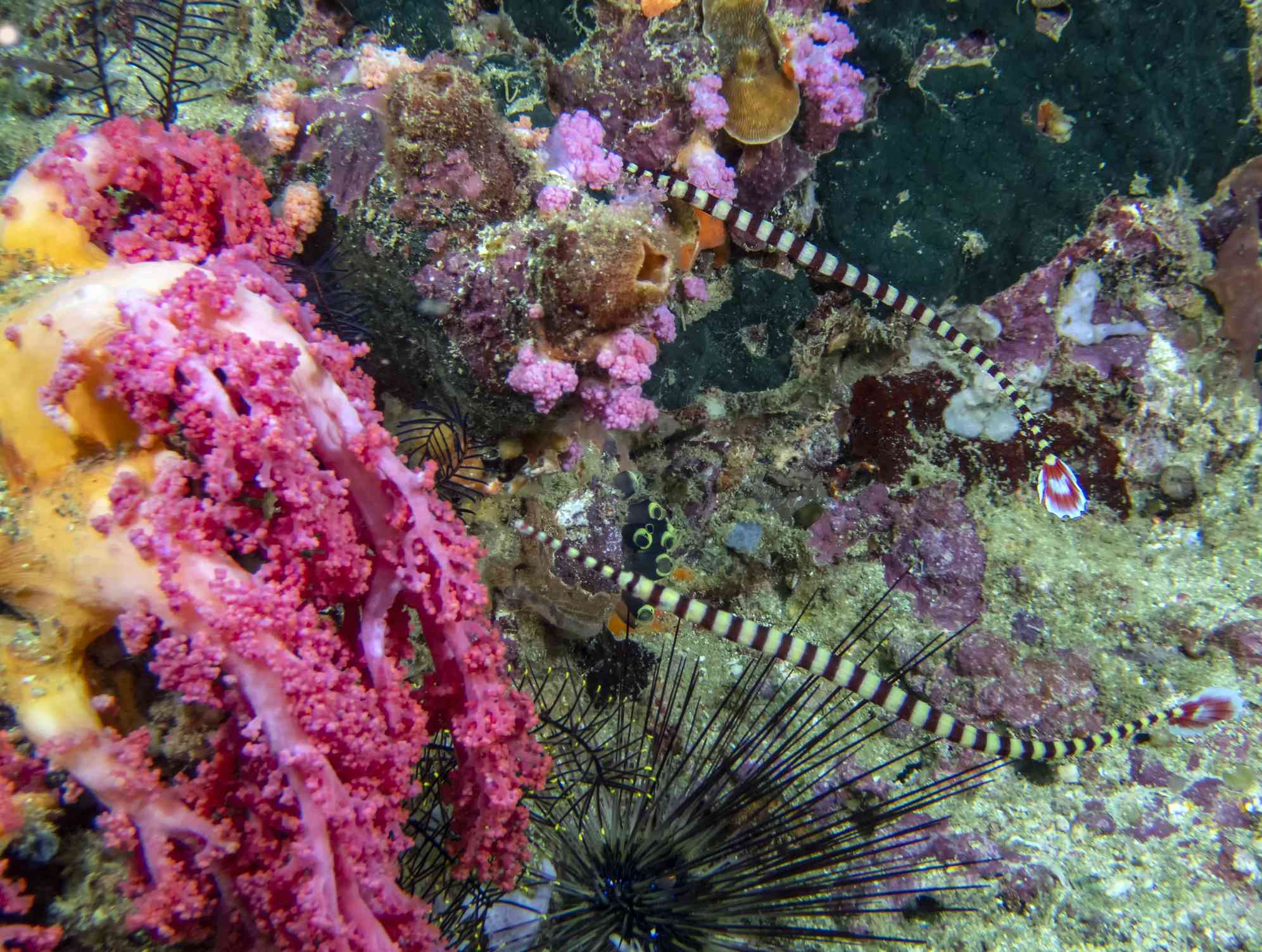 Un par de peces pipa con rayas negras y amarillas en un arrecife rosa, amarillo y lavanda