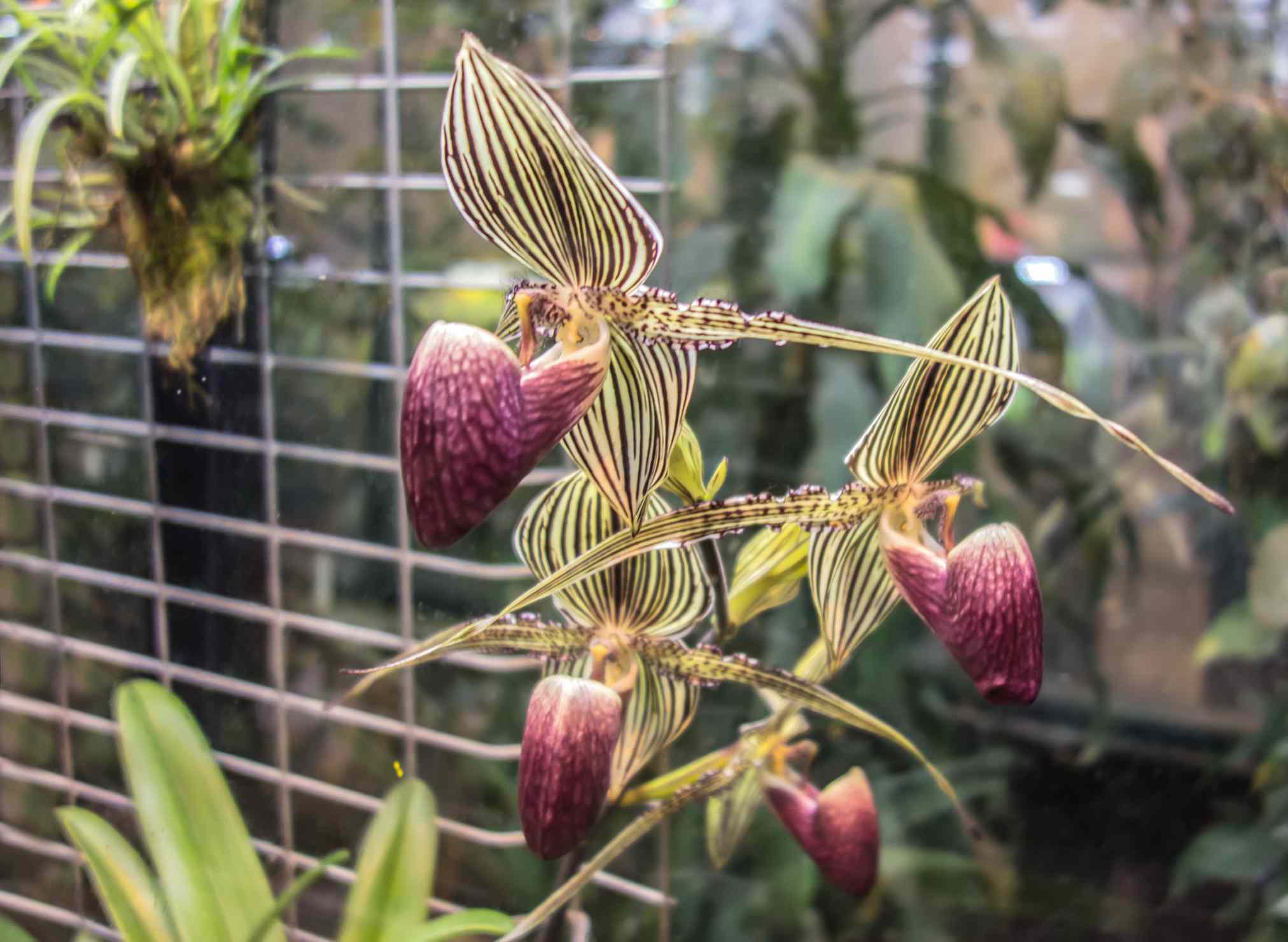 Varias floraciones de la orquídea Kinabalu