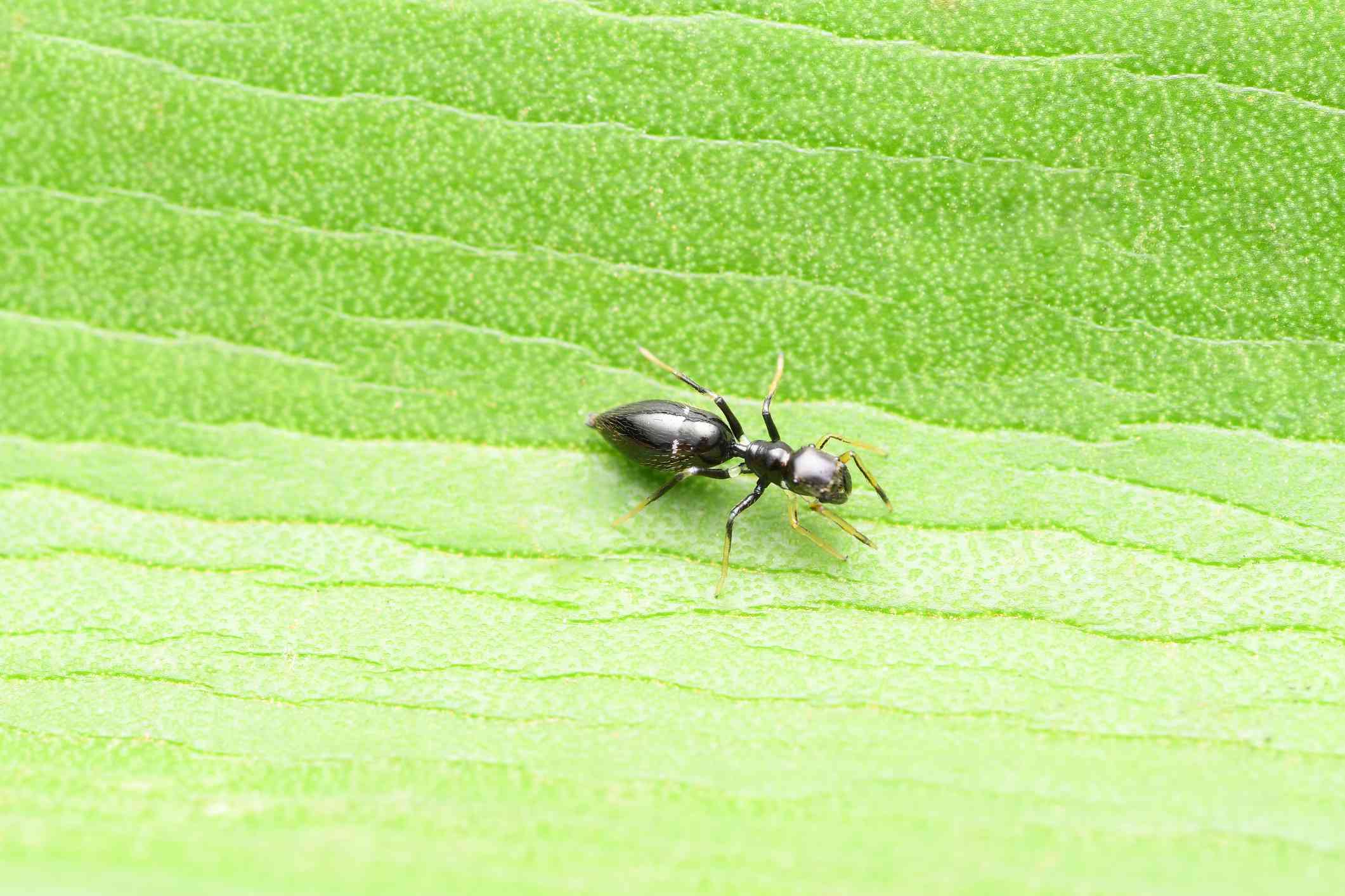 Araña imitadora de hormigas, Myrmarachne melanocephala, Hábitat