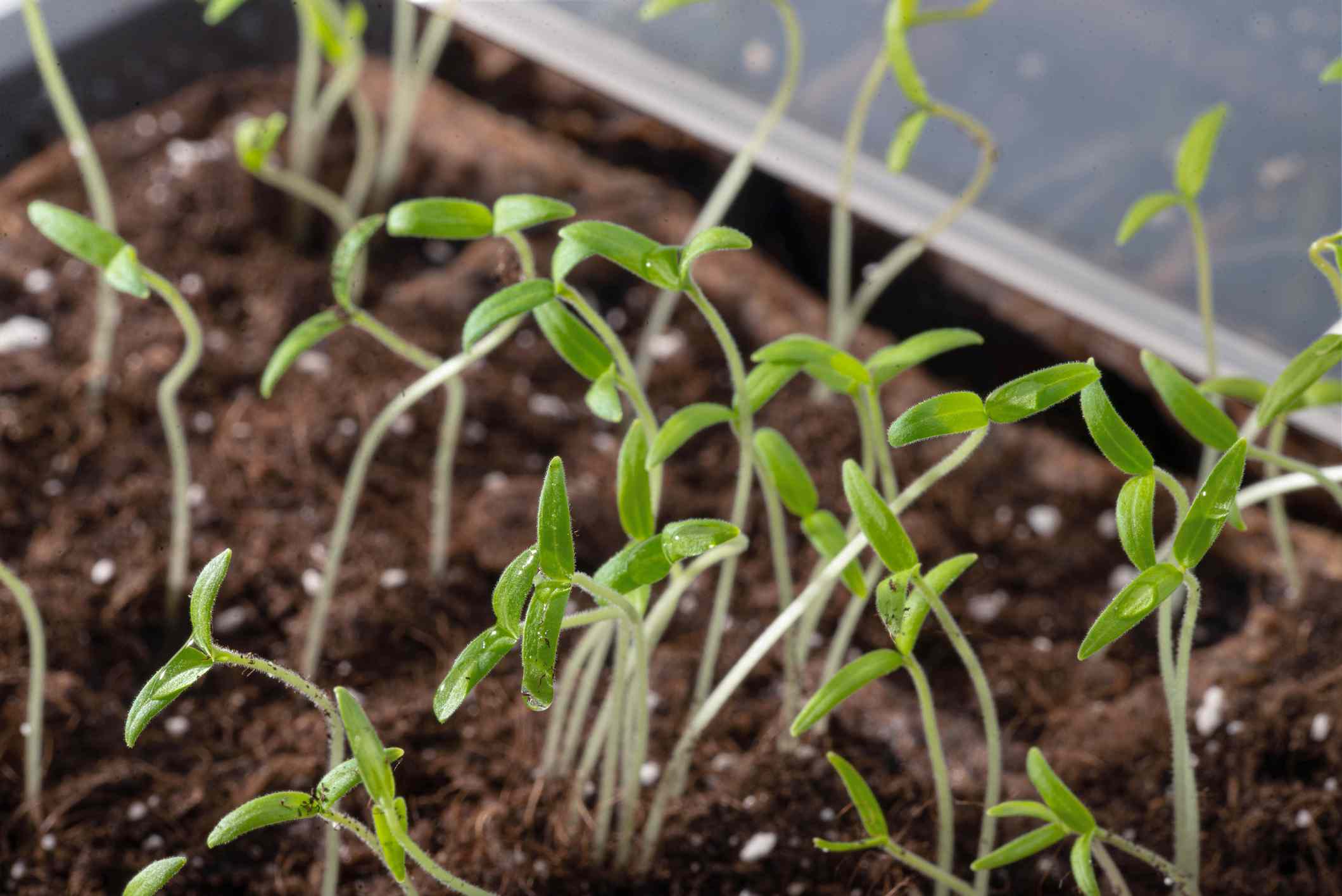Plantones de tomate con cotiledones en un marco frío