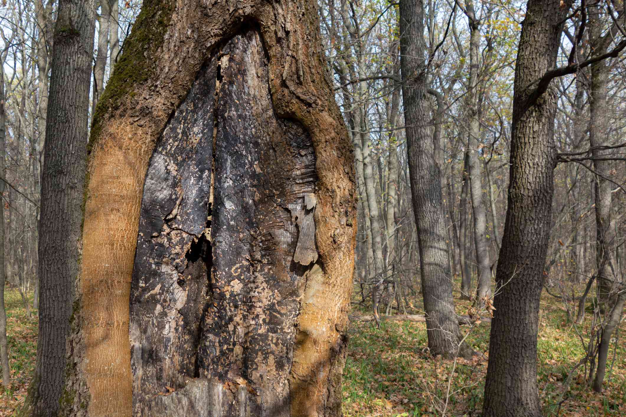 Árbol viejo con cancro de corteza en un bosque