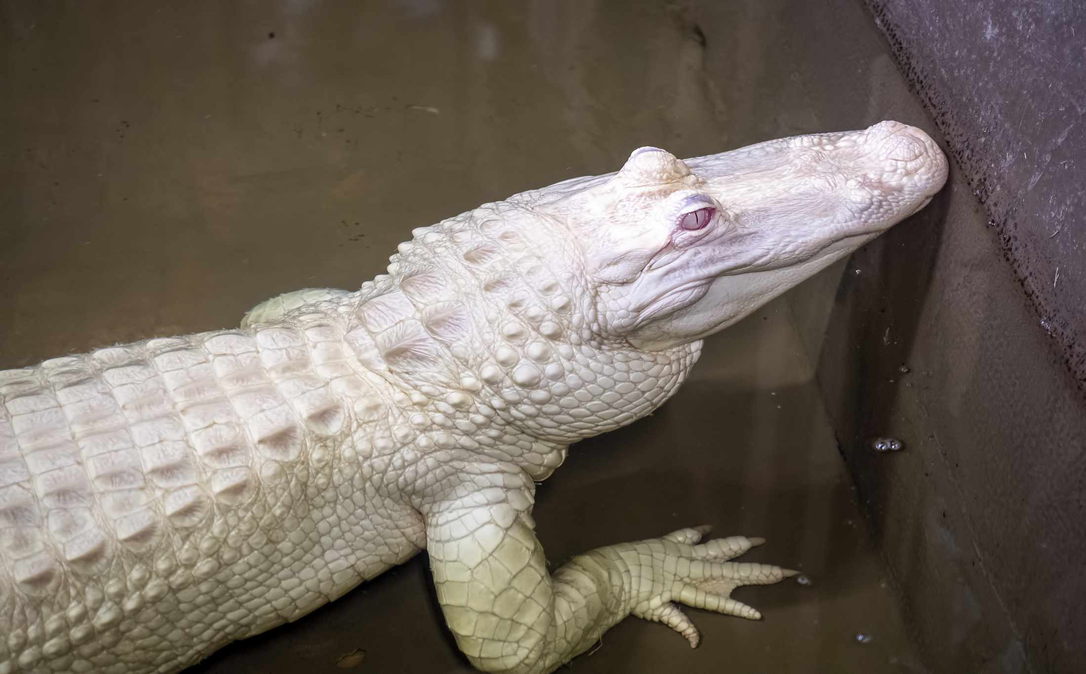 Un caimán albino capturado en el río Misisipi es colocado en un tanque temporal para su observación científica