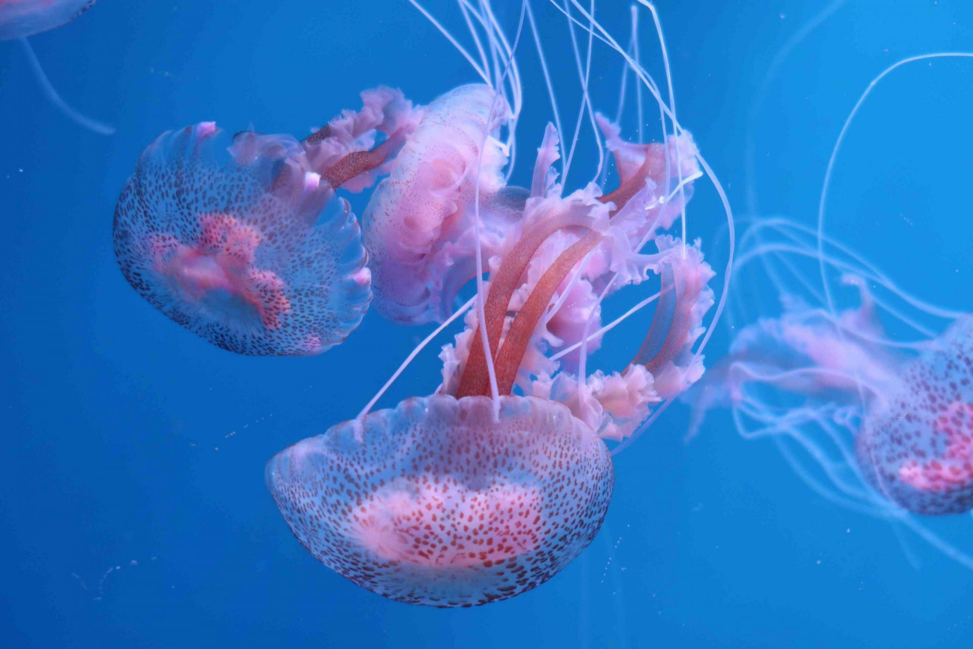 Medusa rosa de manchas claras flotando en el mar