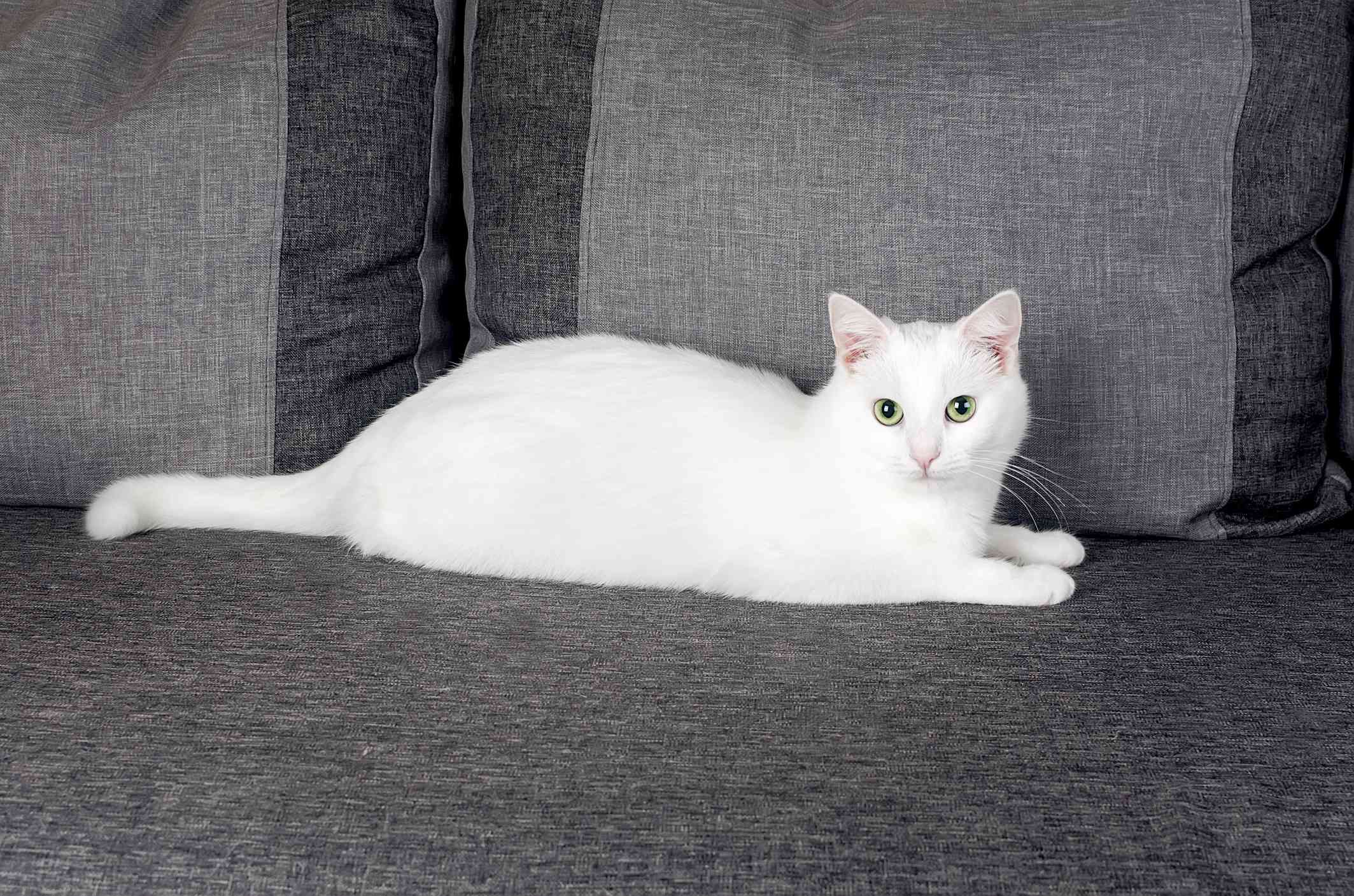 gato blanco de angora turco estirado en un sofá gris