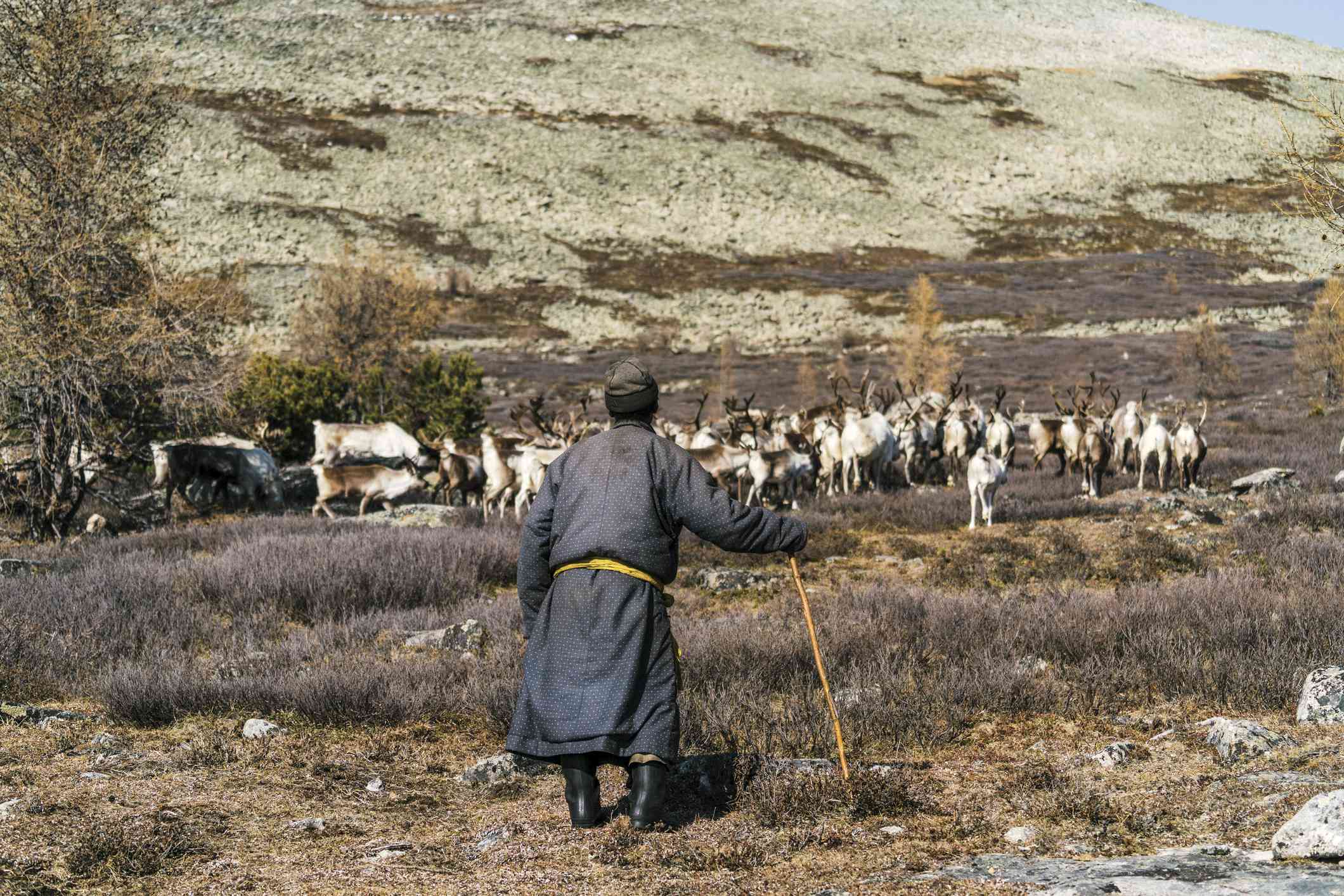 Pastor con ovejas en la tundra esteparia de Siberia