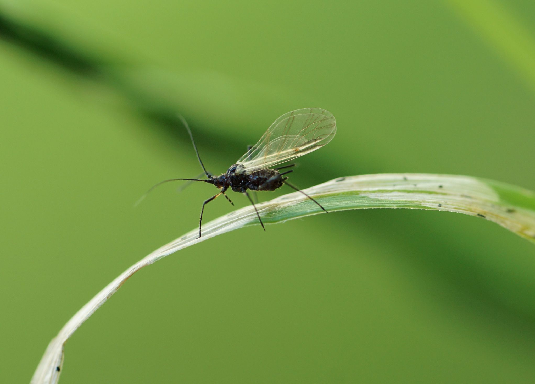 Una mosca del mosquito en una brizna de hierba