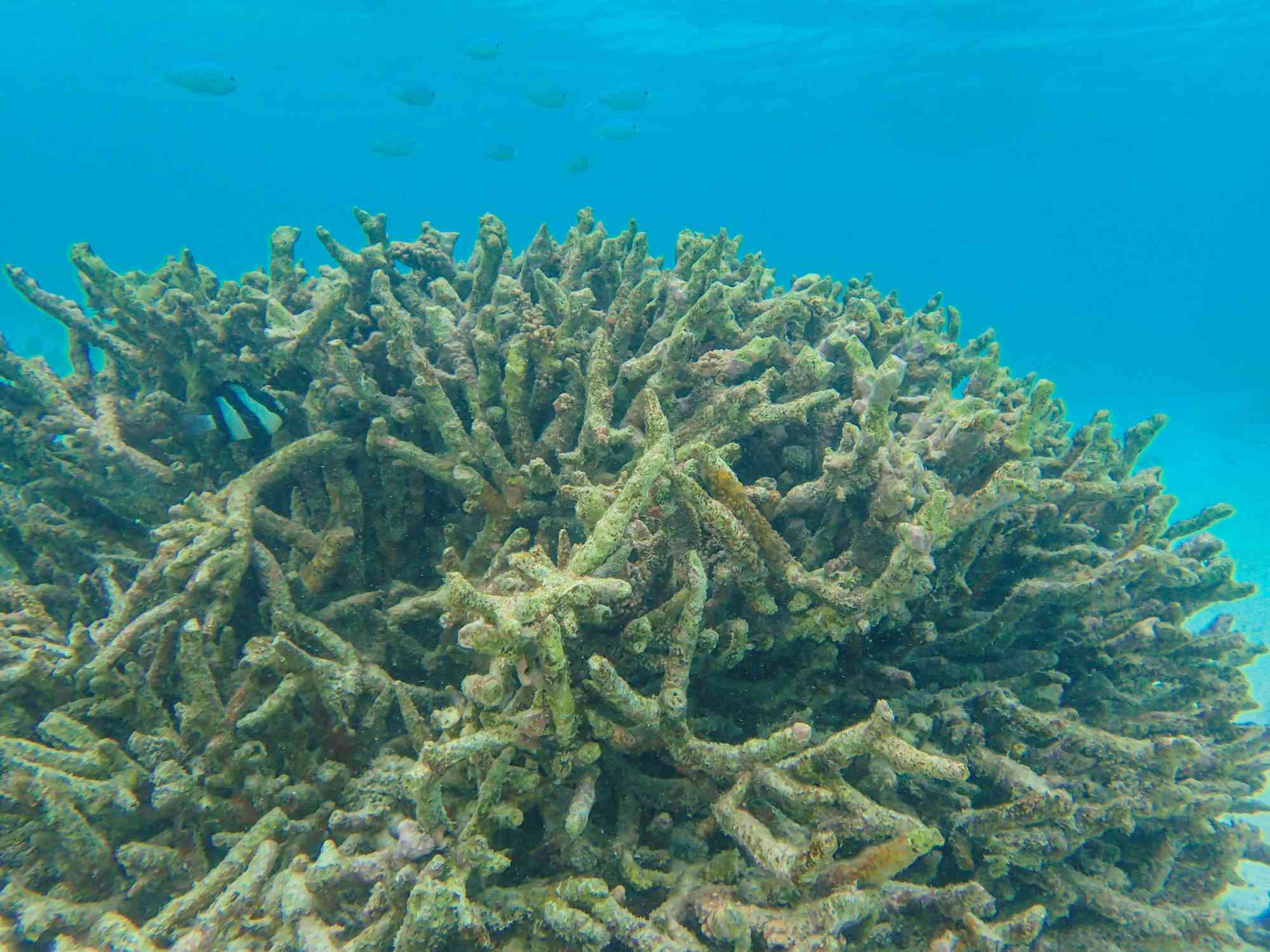 Un gran coral cubierto de algas de varios colores y formas