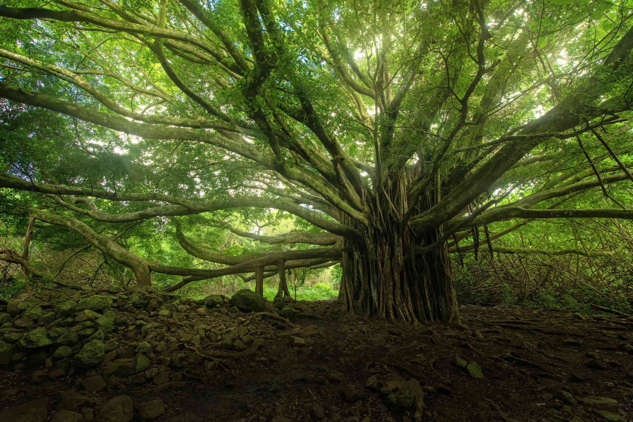 Bosque de banianos cerca de Hana, Maui, Hawai