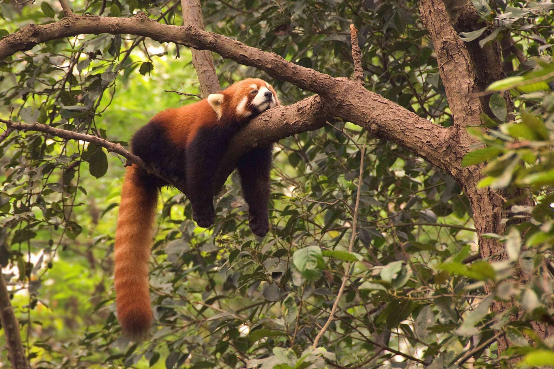 Panda rojo durmiendo en la rama de un árbol