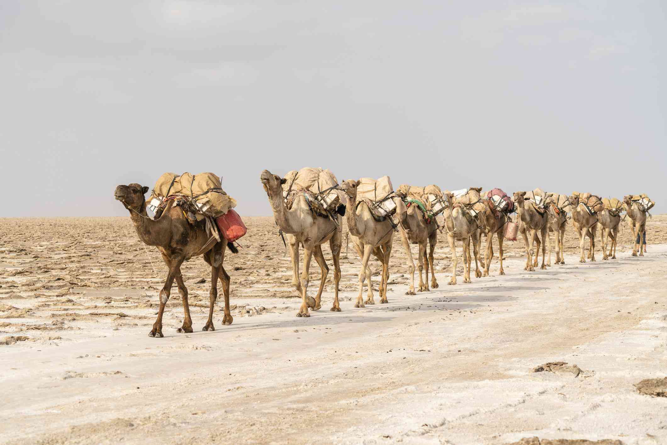 caravana de camellos cargando materiales a sus espaldas por el desierto