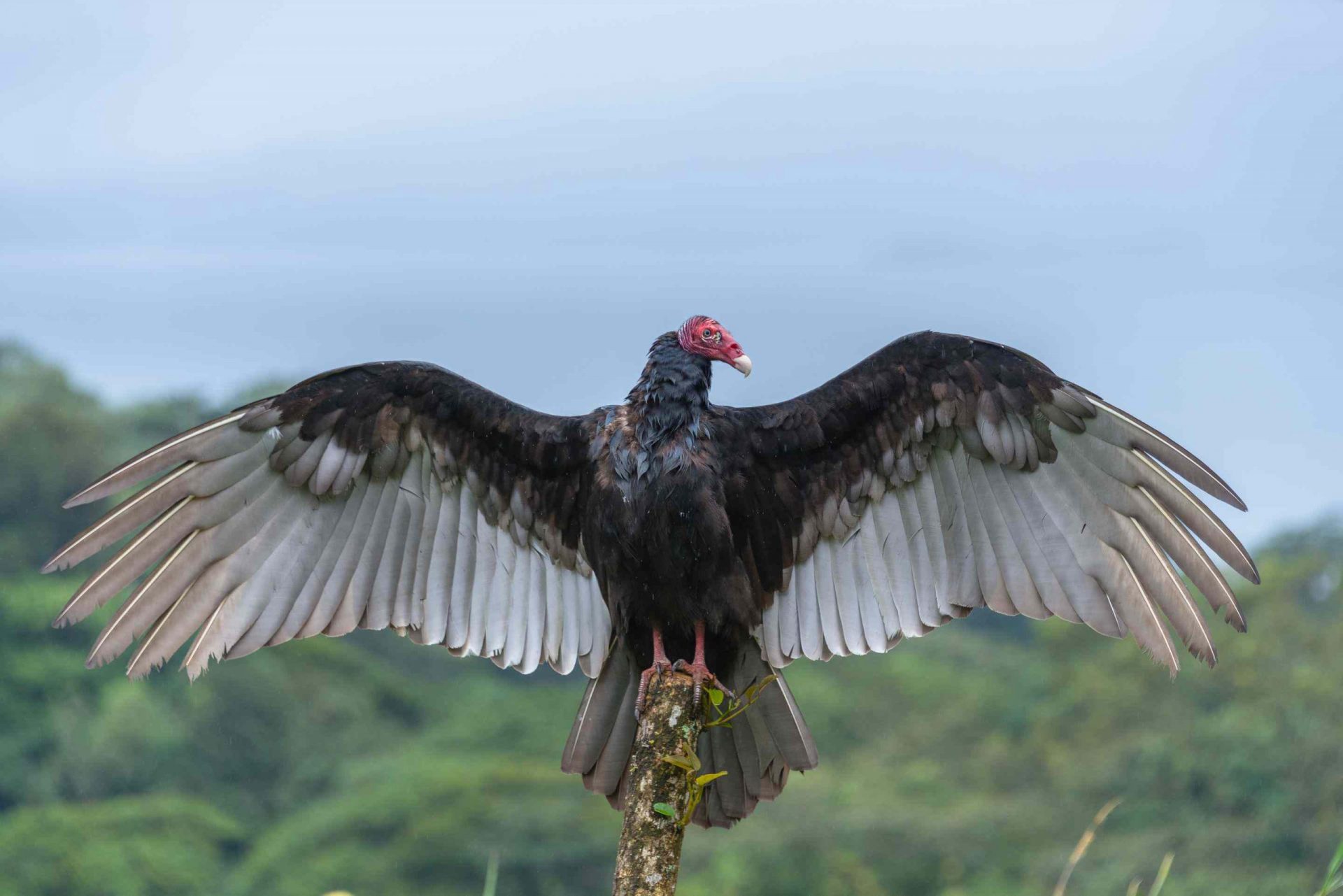 Primer plano de un buitre de pavo (Cathartes aura) extendiendo las alas