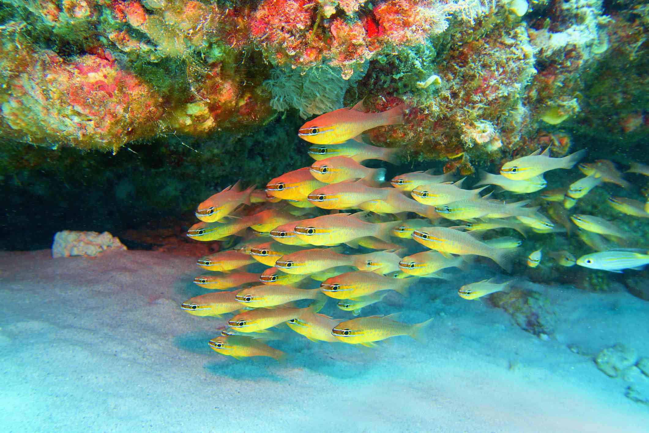 arrecife de coral tropical en el fondo del océano de arena blanca con un banco de peces cardenal de color amarillo brillante en las Seychelles