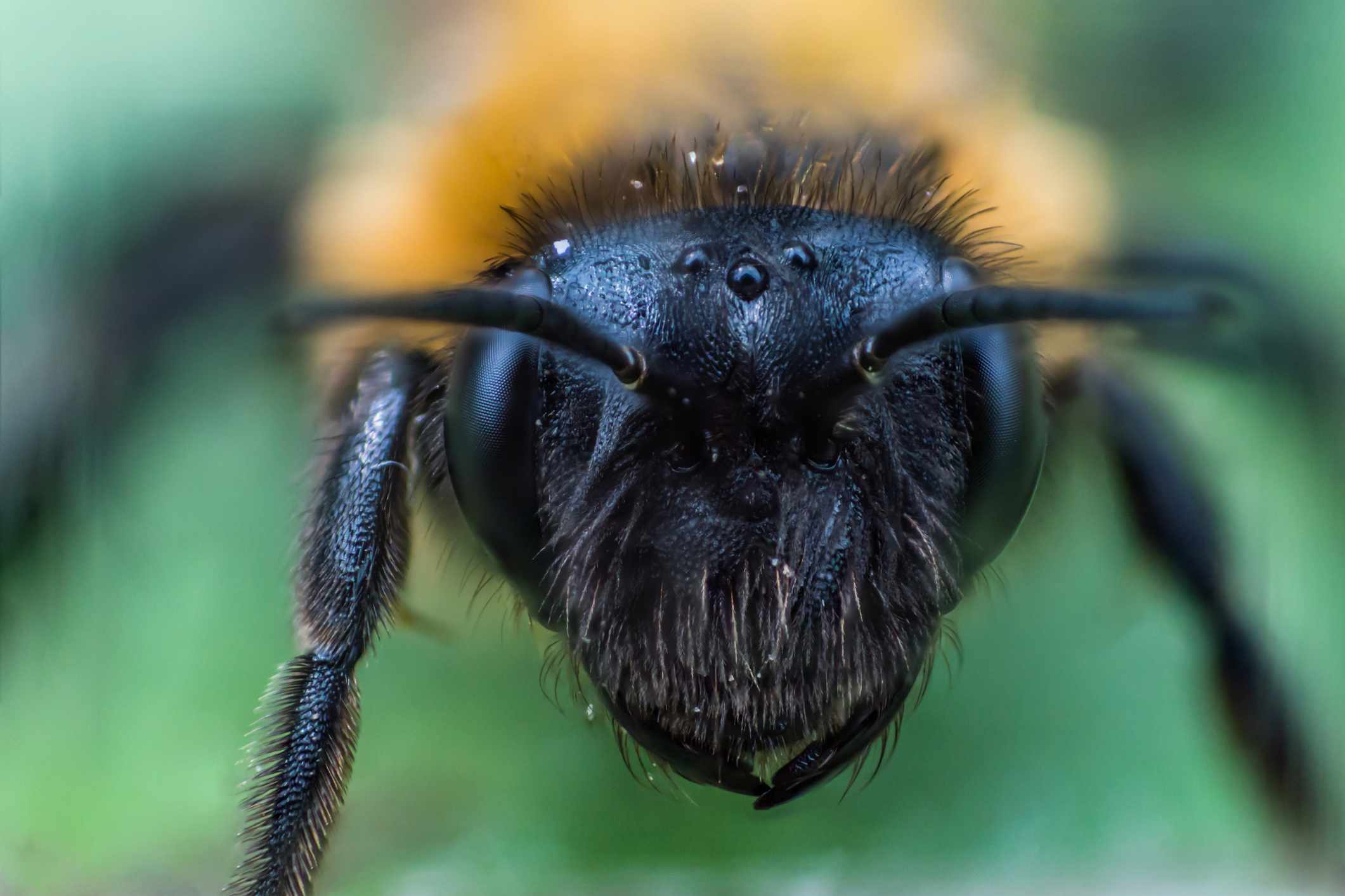 Primer plano de los ojos de los abejorros