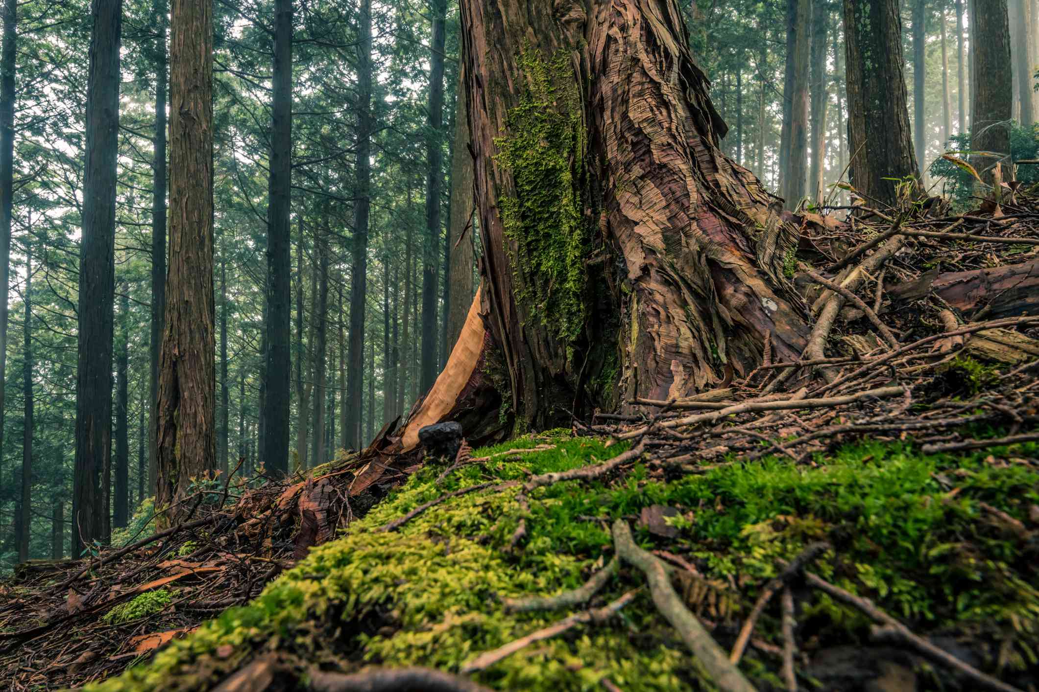 Un gran tronco de árbol con las raíces extendidas cubriendo el suelo de un bosque