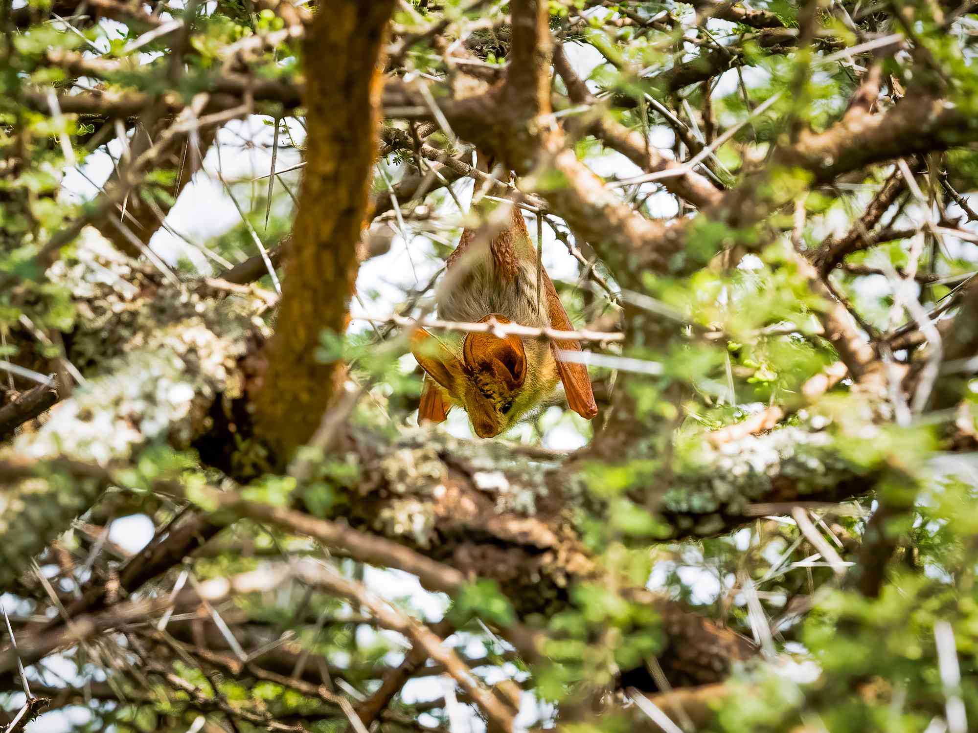 Un murciélago colgado boca abajo en un gran árbol lleno
