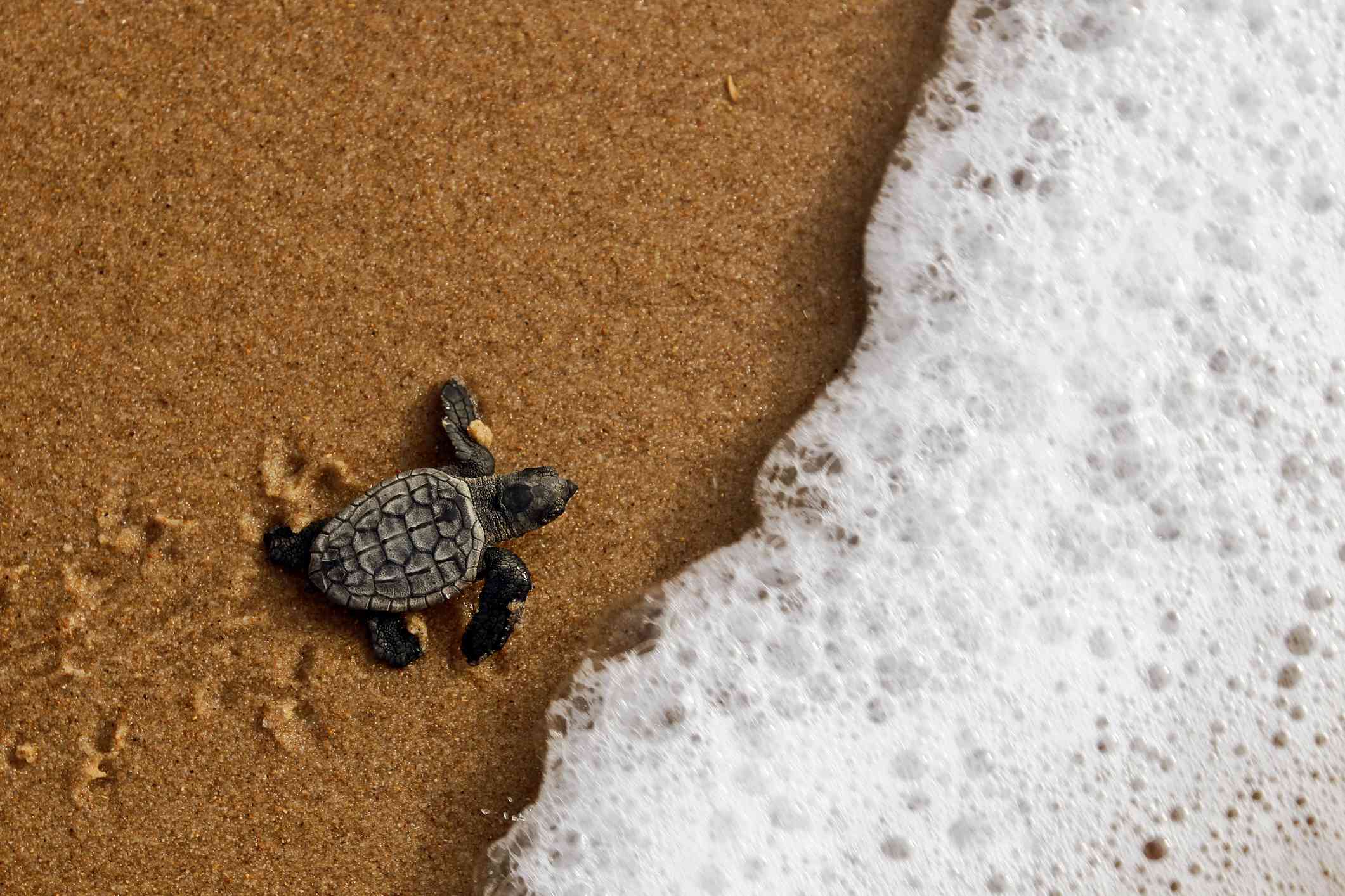 Una tortuga boba que sale del cascarón y se dirige al océano en Brasil