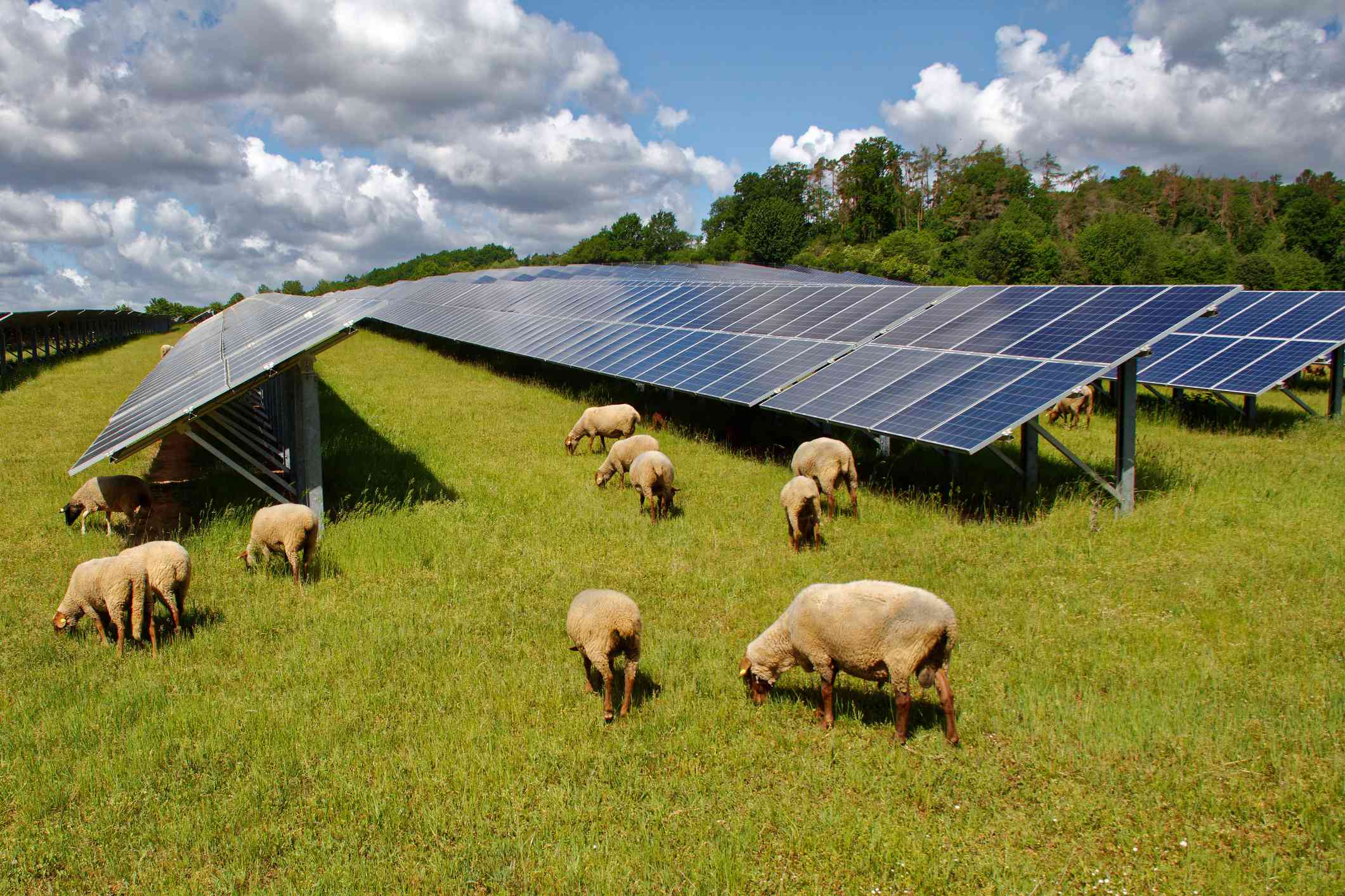 Las ovejas pastan alrededor y debajo de una granja solar