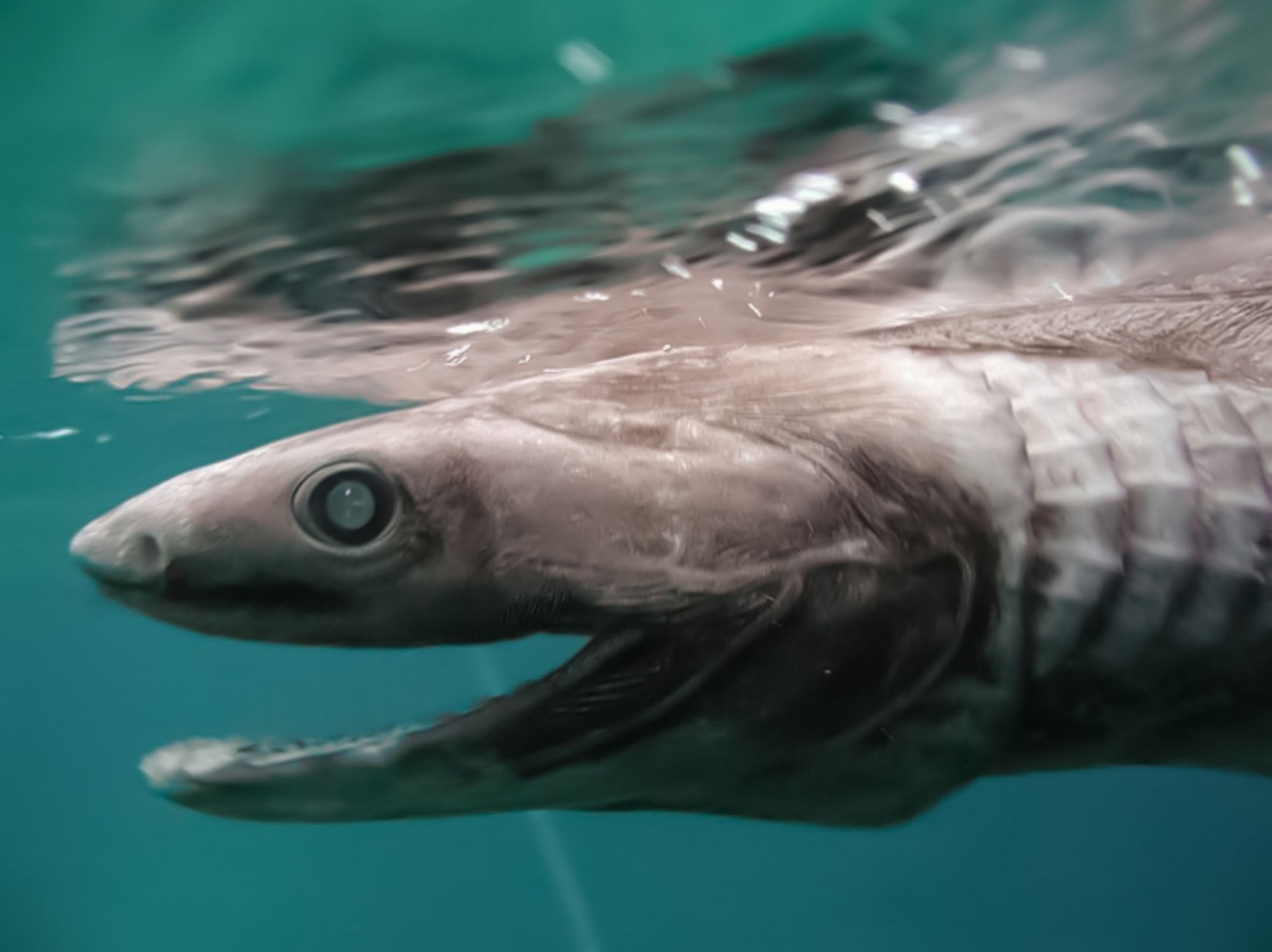 El perfil lateral de un tiburón de pico con la boca abierta cerca de la superficie del agua