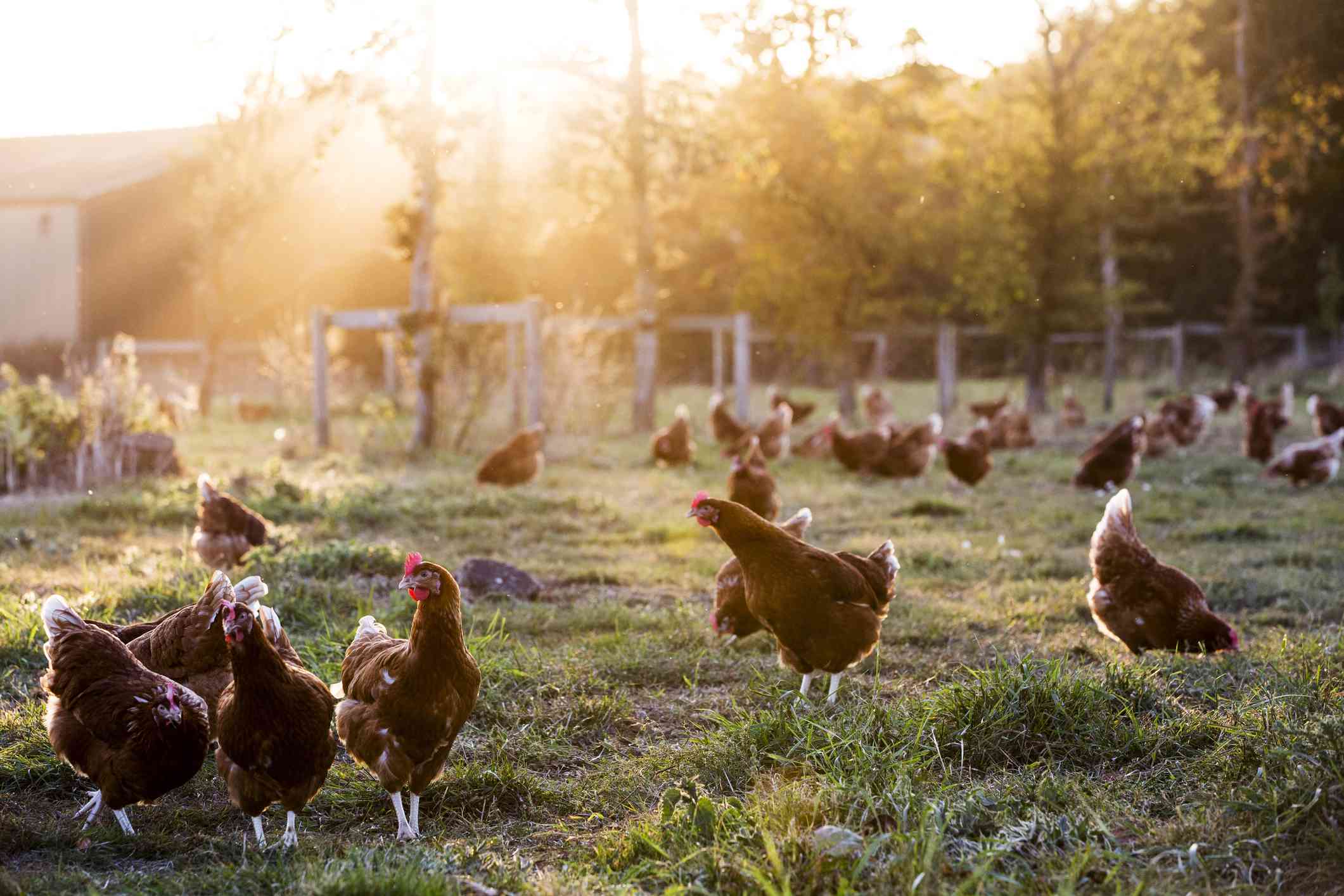 Pollos en libertad en una granja ecológica