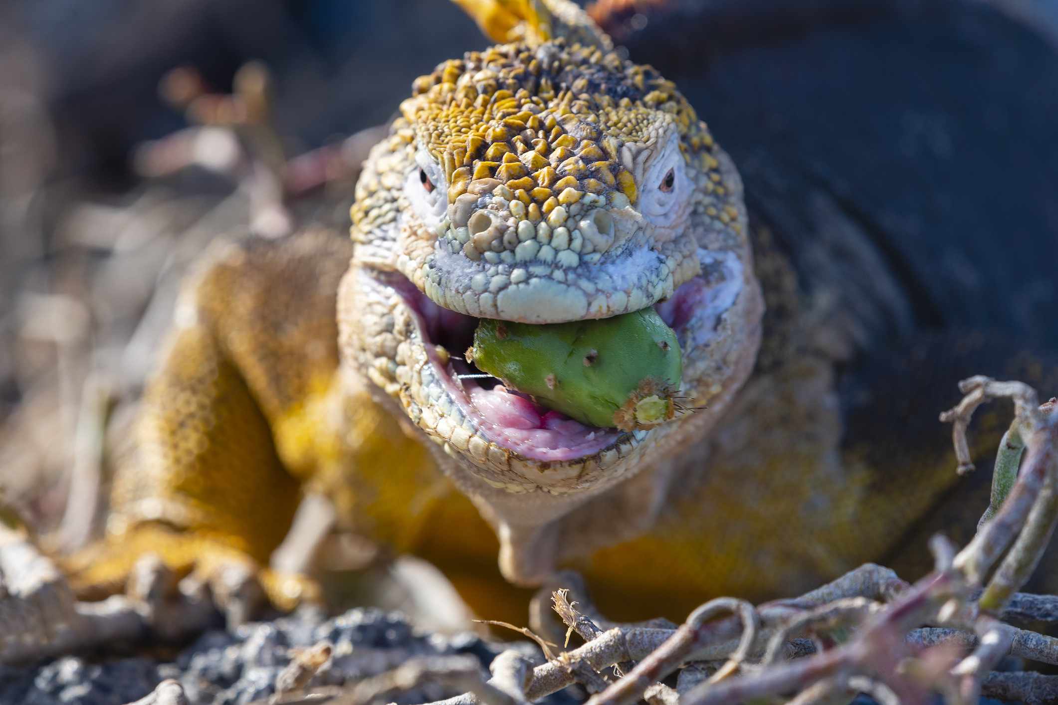 Una iguana terrestre de Galápagos amarilla comiendo un cactus verde