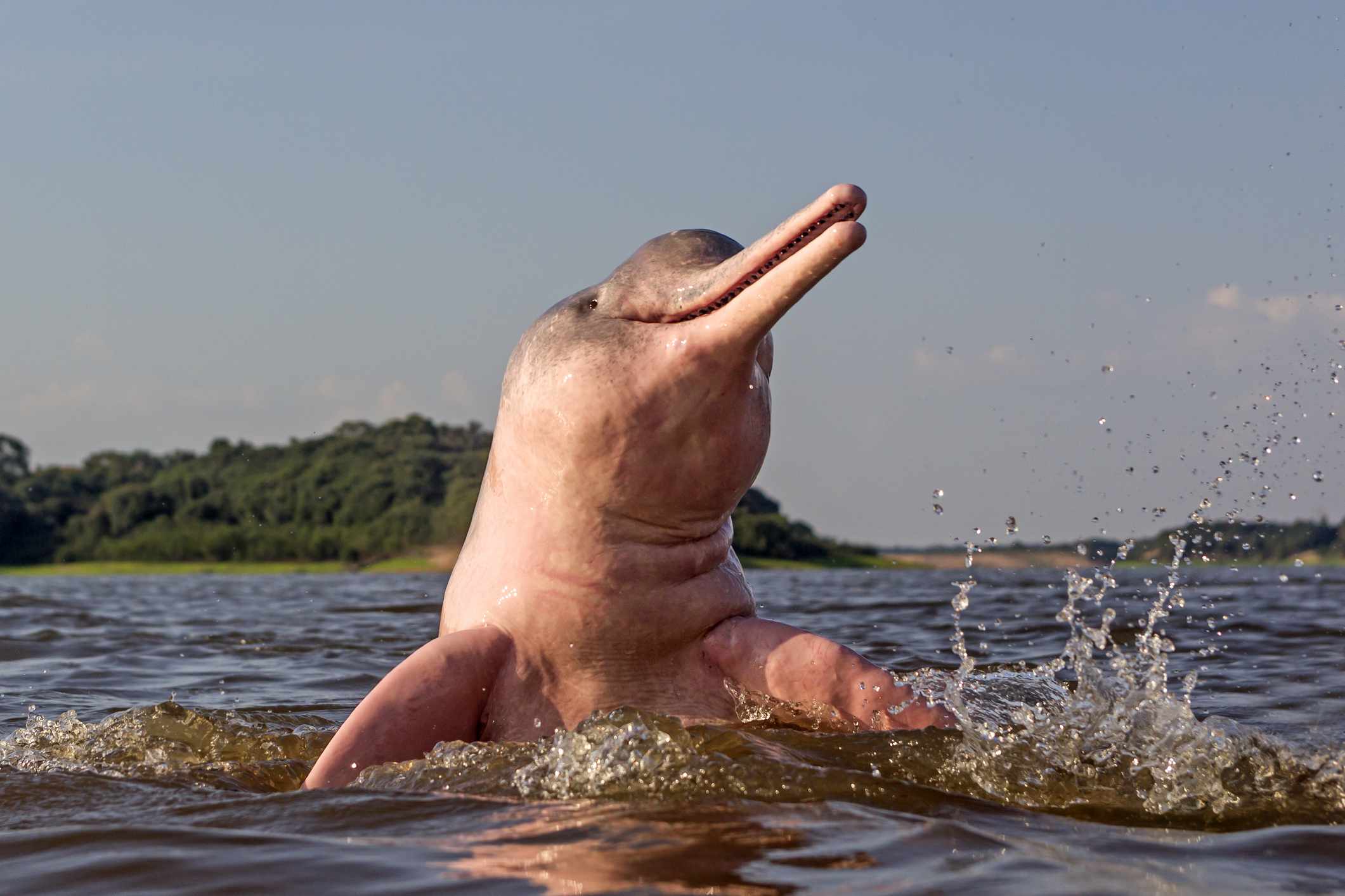 Un delfín rosado del río Amazonas con la cabeza fuera del agua