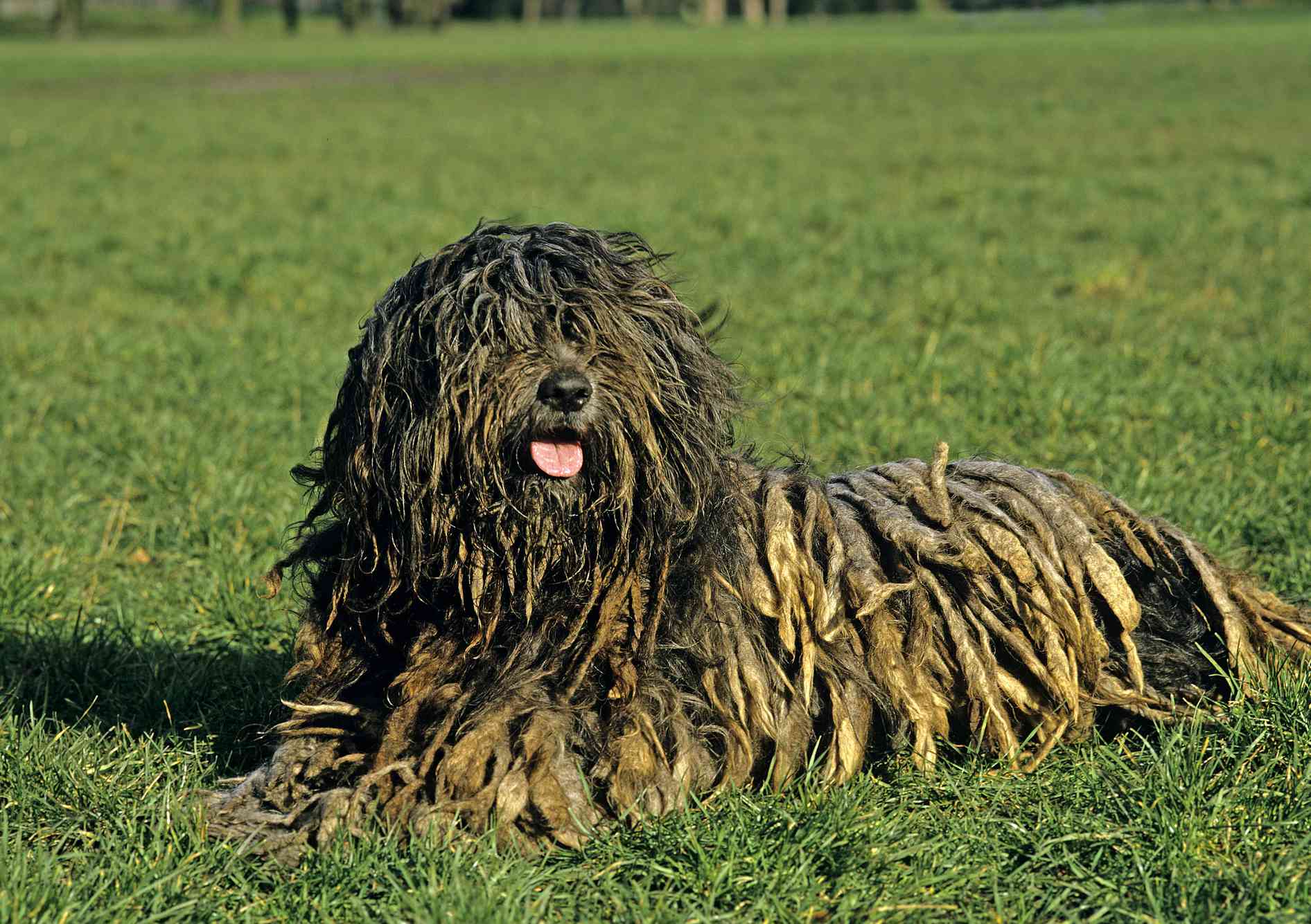 Perro pastor bergamasco tumbado en la hierba verde con la lengua fuera