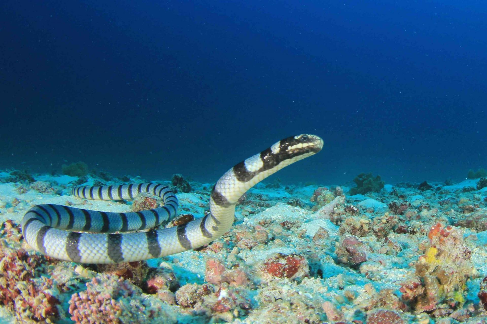 Krait de mar anillado nadando en un arrecife submarino
