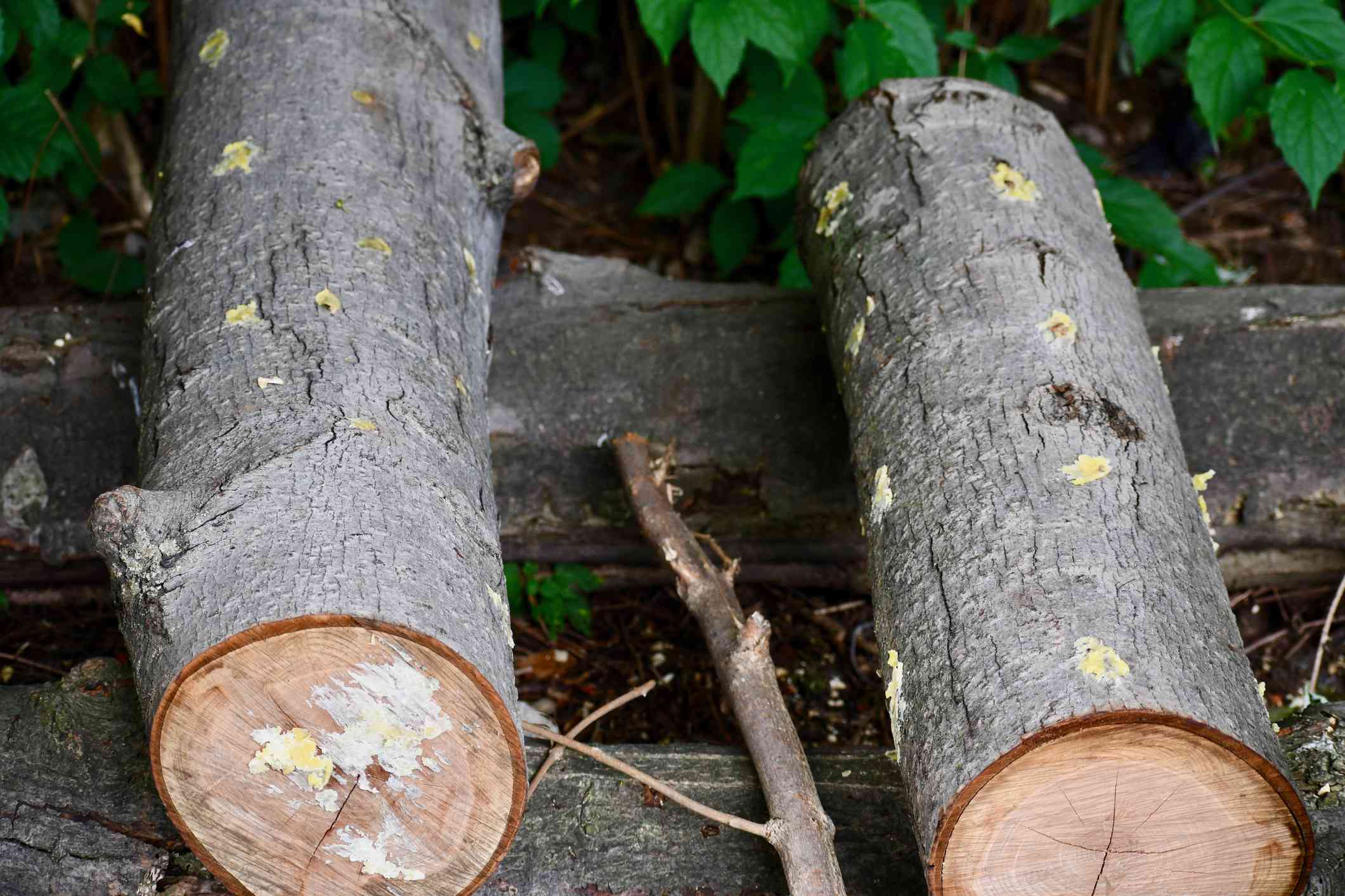 Un primer plano de troncos de arce recién inoculados con esporas de setas Shiitake cubiertas de cera de abeja