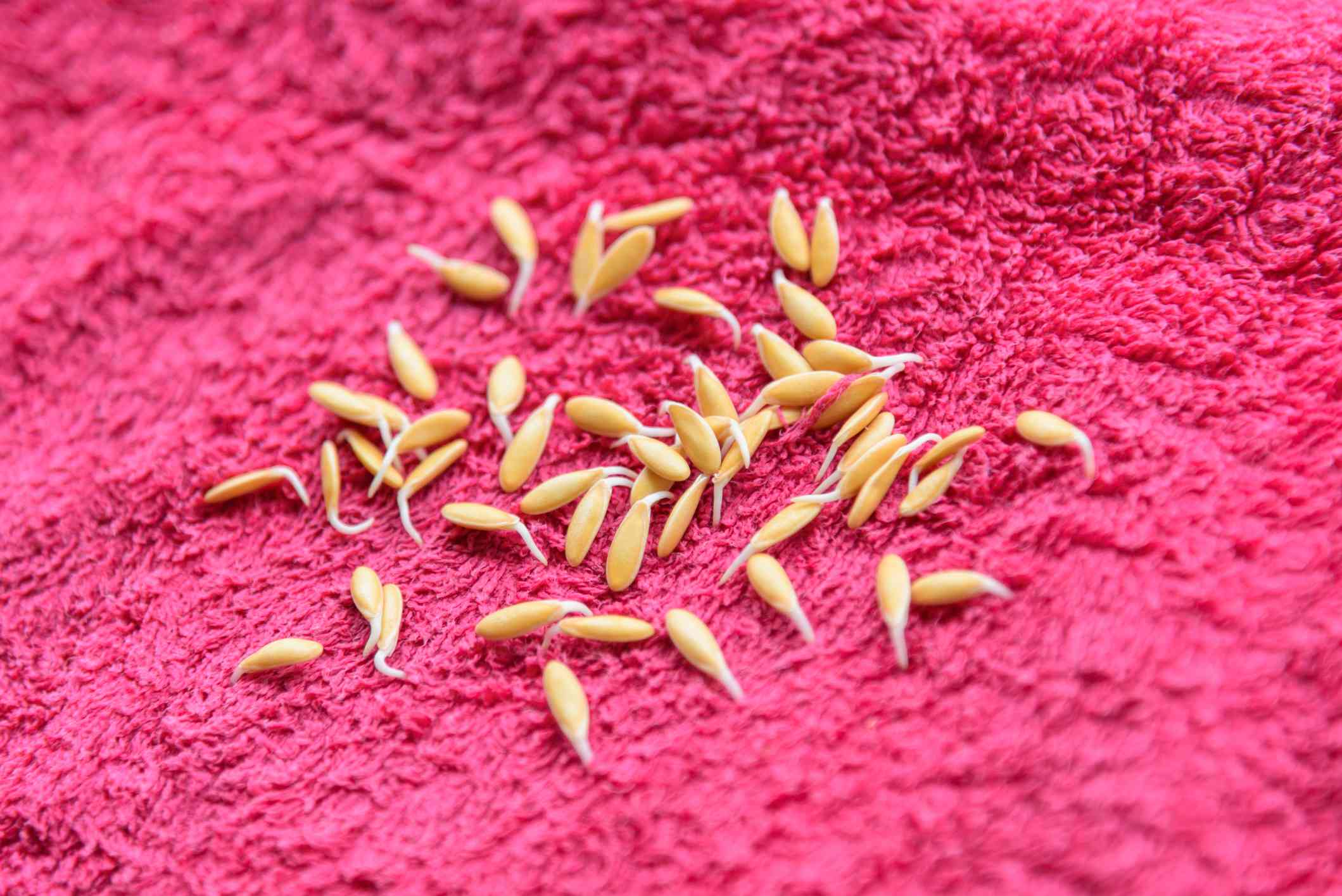 Semillas de melón germinadas en una toalla rosa