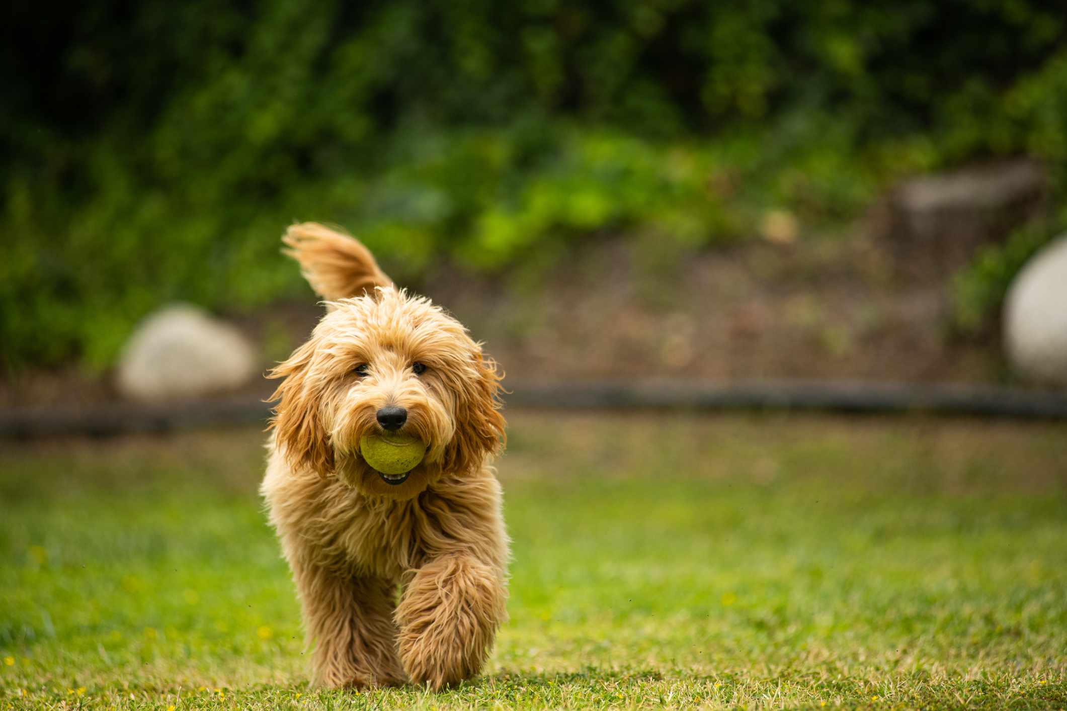 cachorro de golden doodle en miniatura con una pelota de tenis en la boca