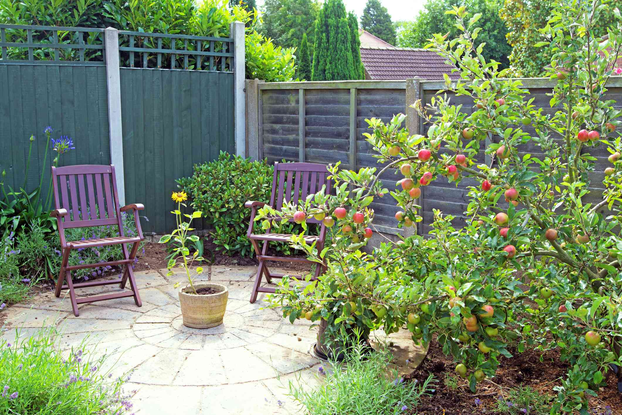 Un manzano en un pequeño jardín con patio