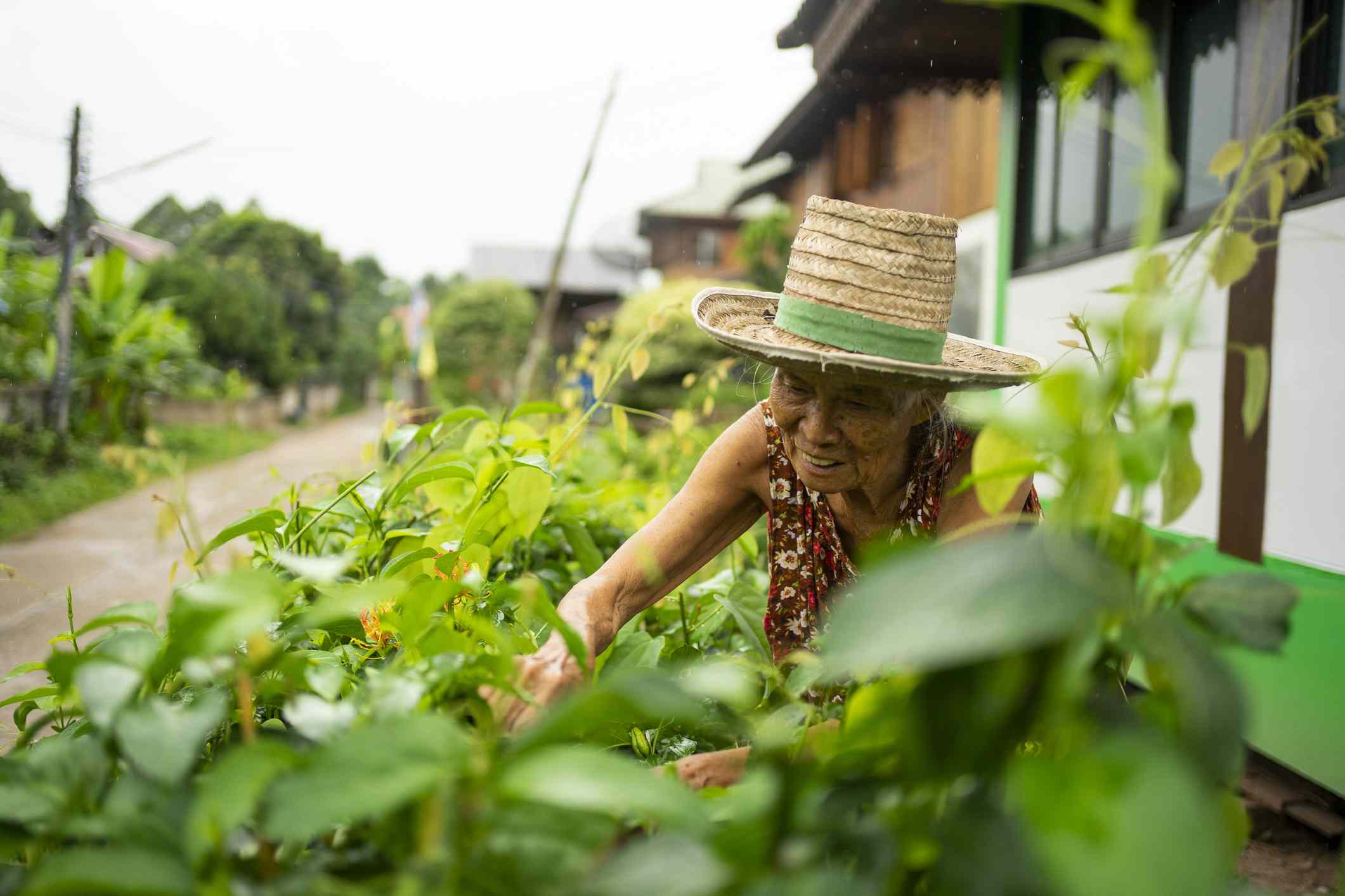 Una anciana asiática cultiva un huerto con un sombrero de cesta en la cabeza