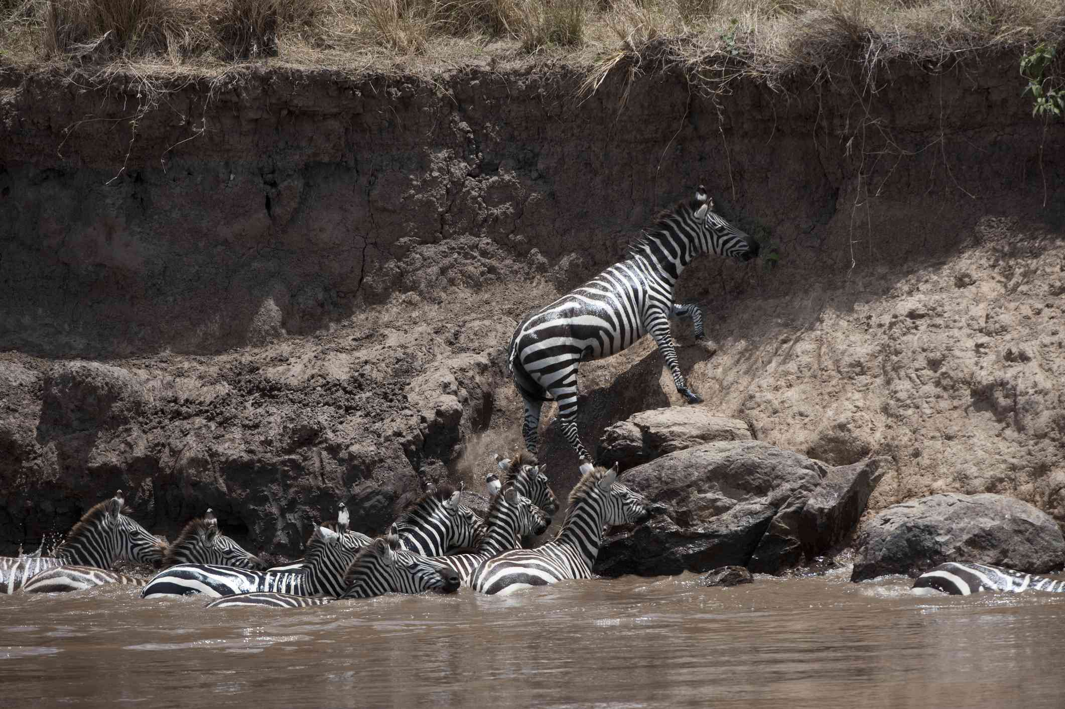 Una cebra de las llanuras trepando por la orilla de un río en África mientras otras cebras esperan en el río