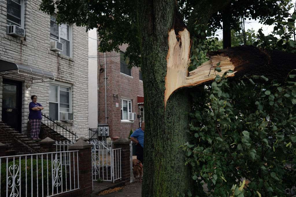 Enormes ramas de un árbol separadas del tronco en un entorno urbano