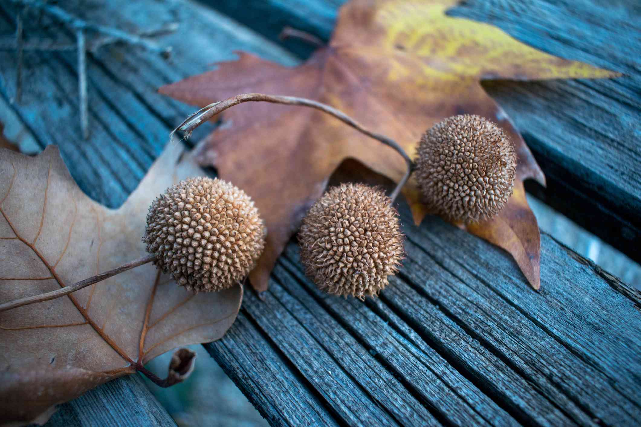Bolas de sicomoro americano en una mesa de madera contra las hojas