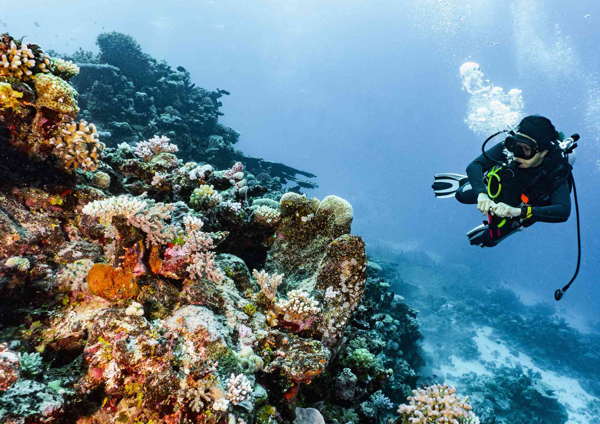 buceador explorando una variedad de coloridos corales en la Gran Barrera de Coral