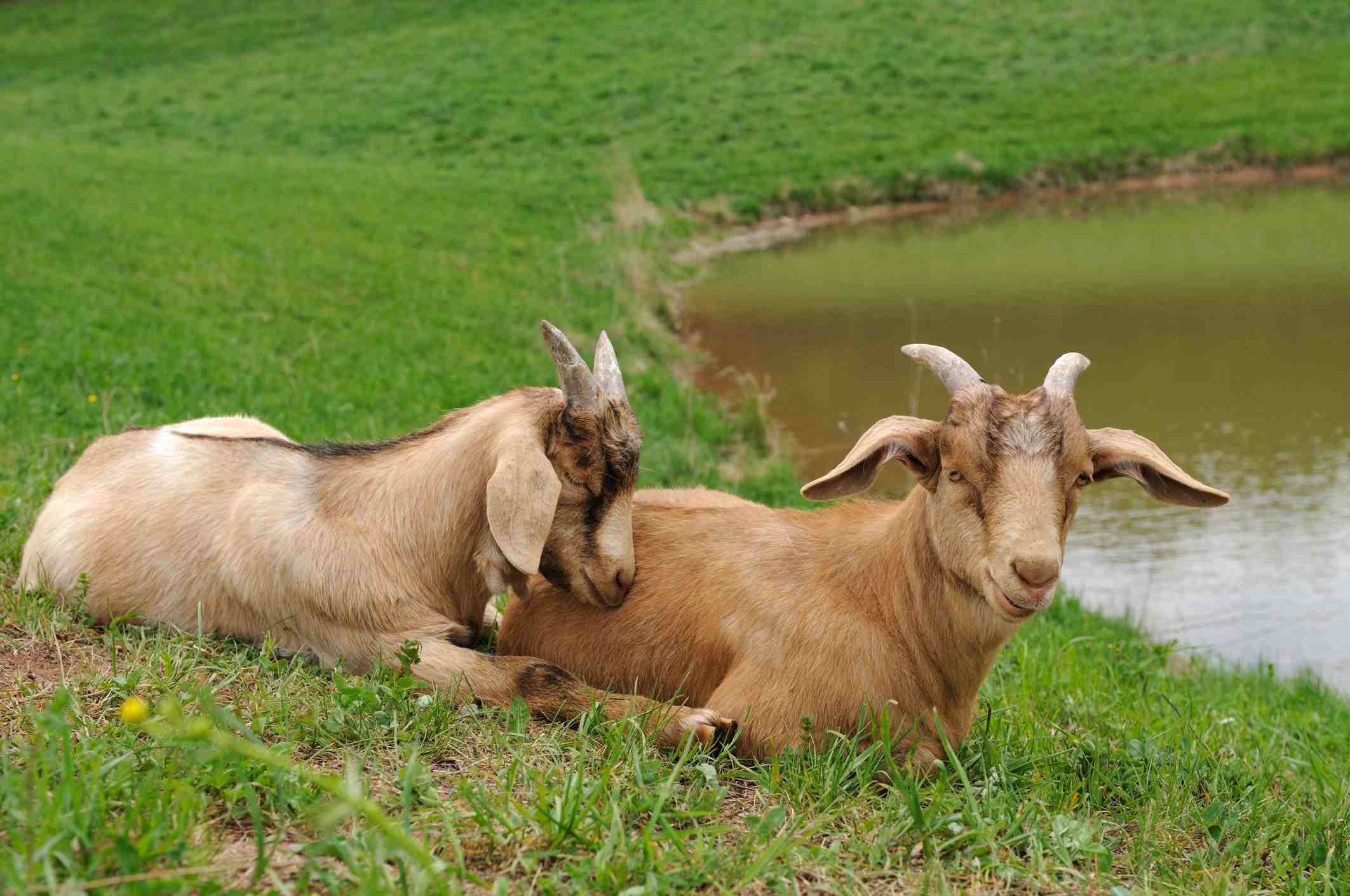 Dos cabras boer tumbadas en un lago