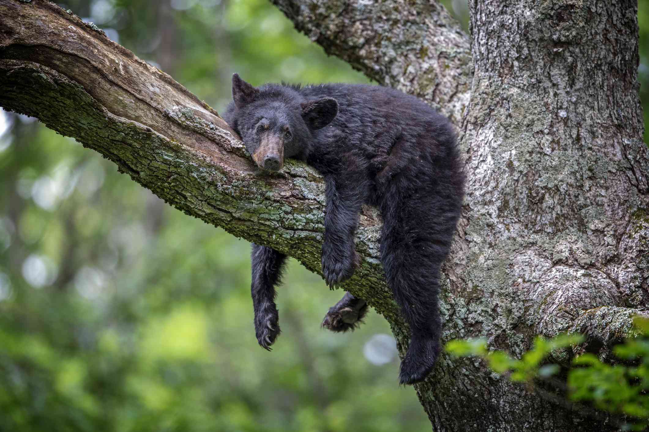 Los osos negros son grandes escaladores y pasan gran parte de su tiempo en los árboles