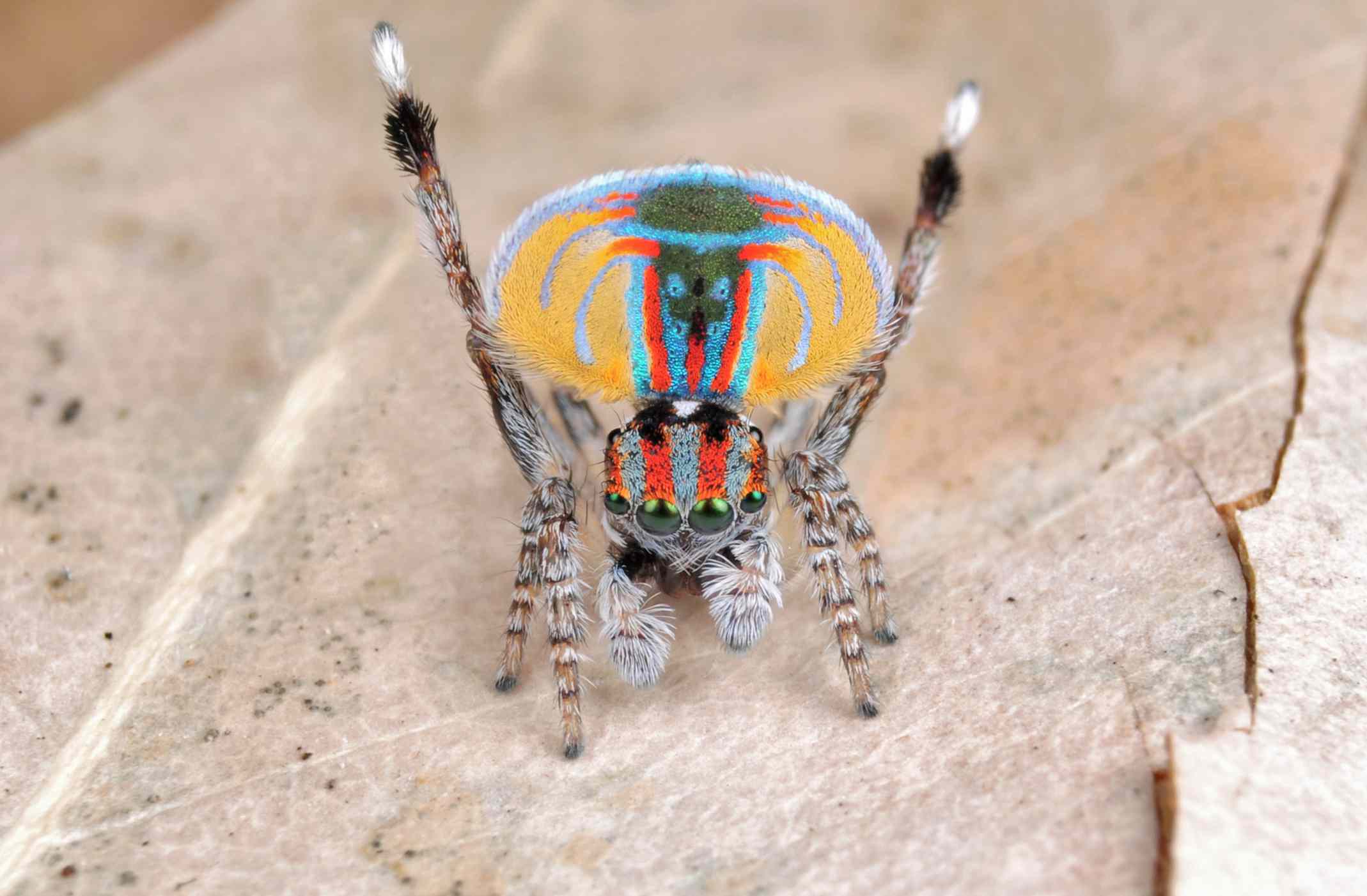 Araña pavo real macho con su abanico de colores extendido en una danza de apareamiento