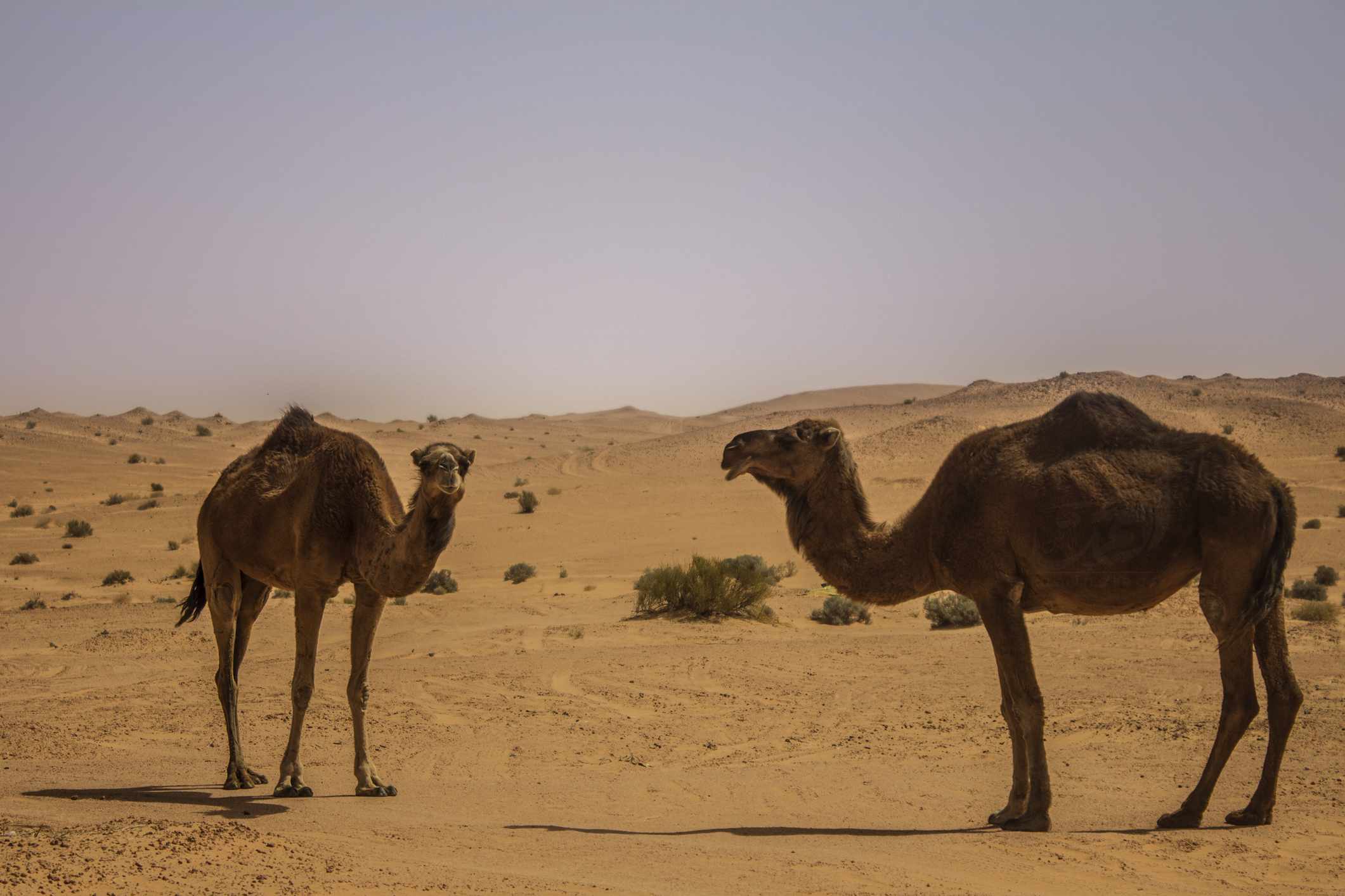 Pareja de camellos dromedarios en el desierto