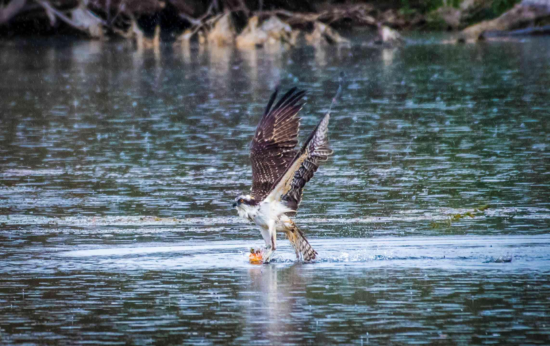 águila pescadora despegando tras aterrizar en el agua con un pez