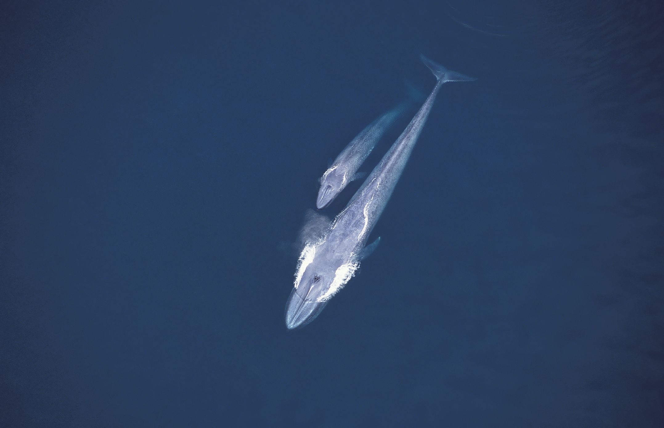Ballena azul nadando con una cría